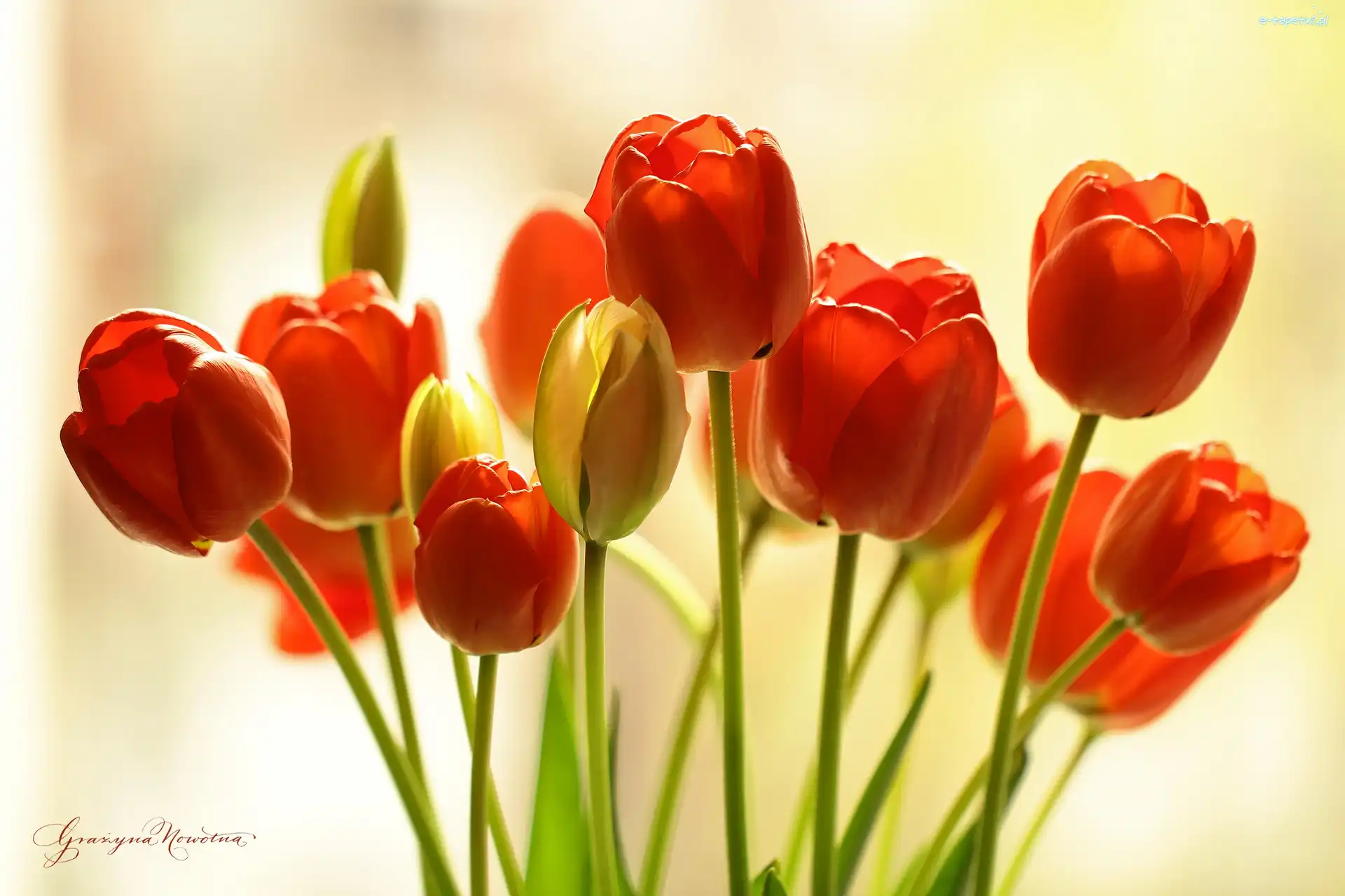 Kwiaty, Tulipany, Czerwone