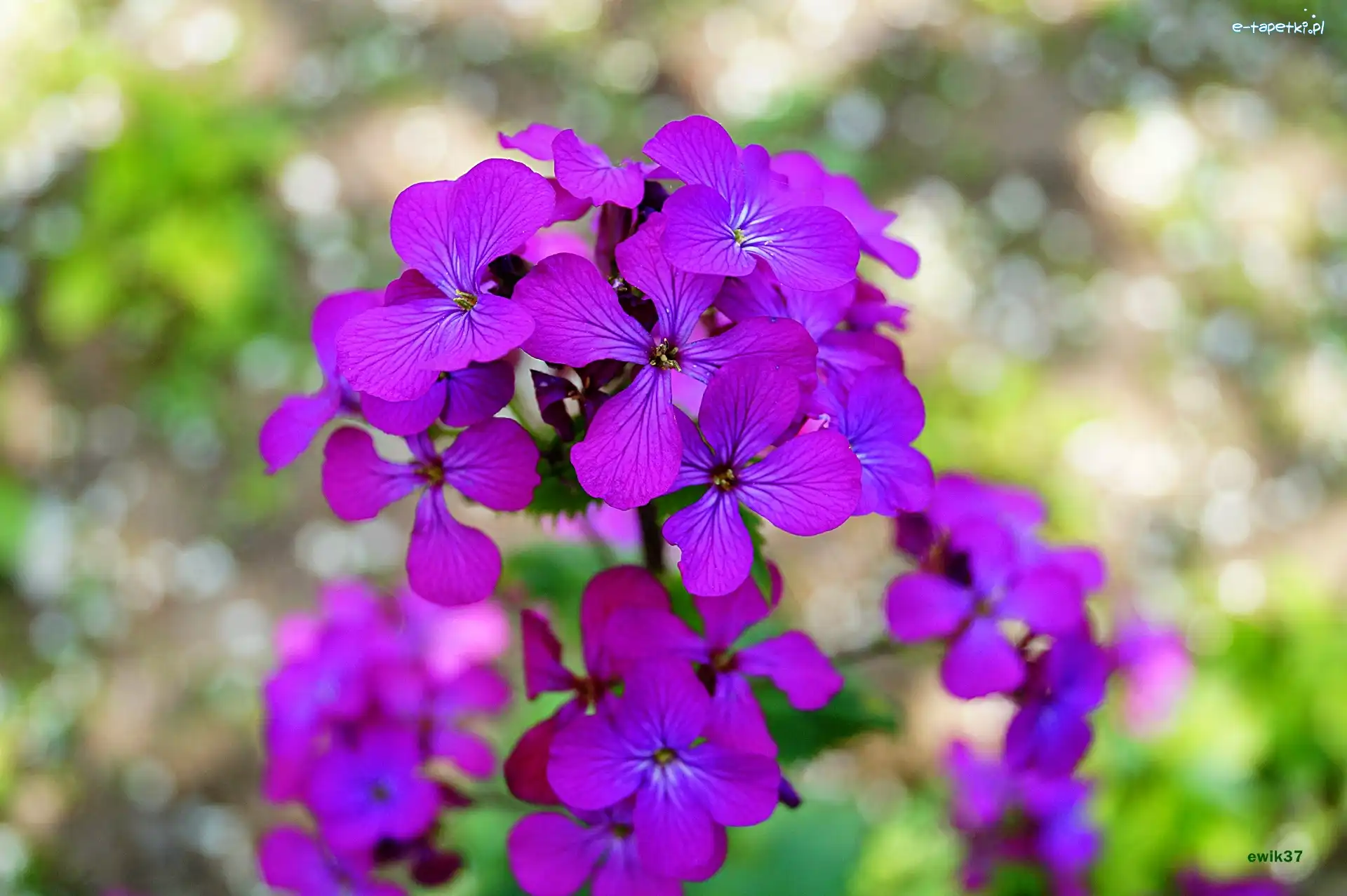 Kwiaty, Fioletowe, Lunaria