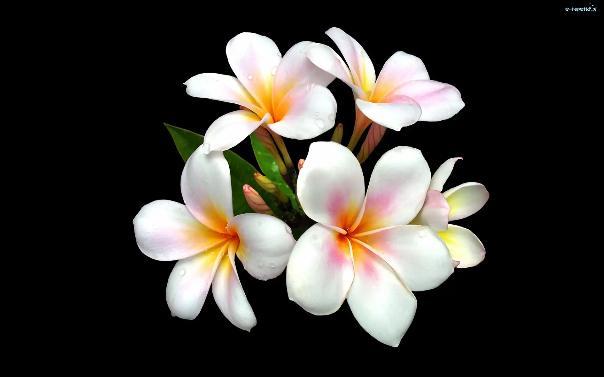 Biała, Plumeria, Kwiaty