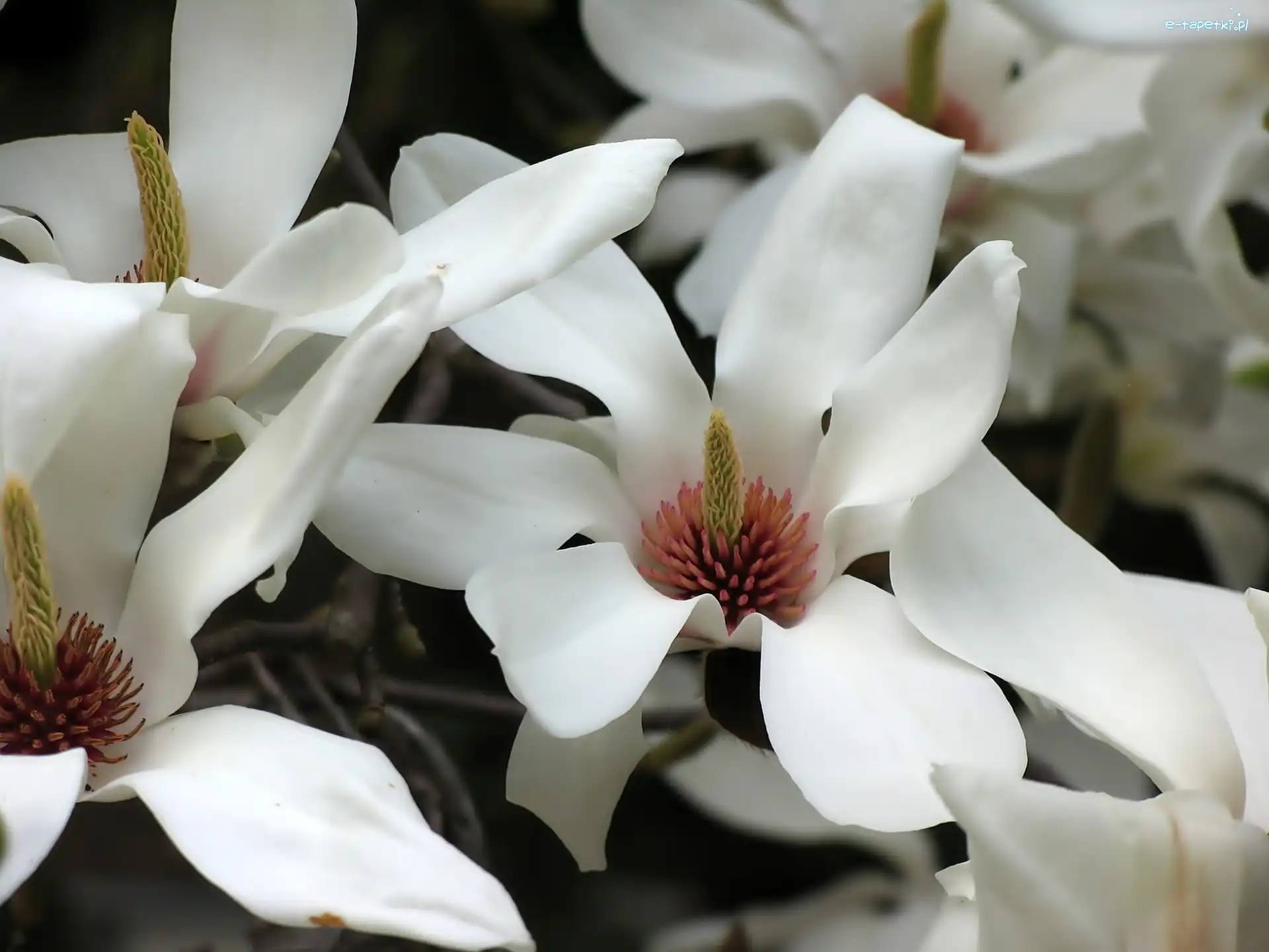 Kwiaty, Białe, Magnolia