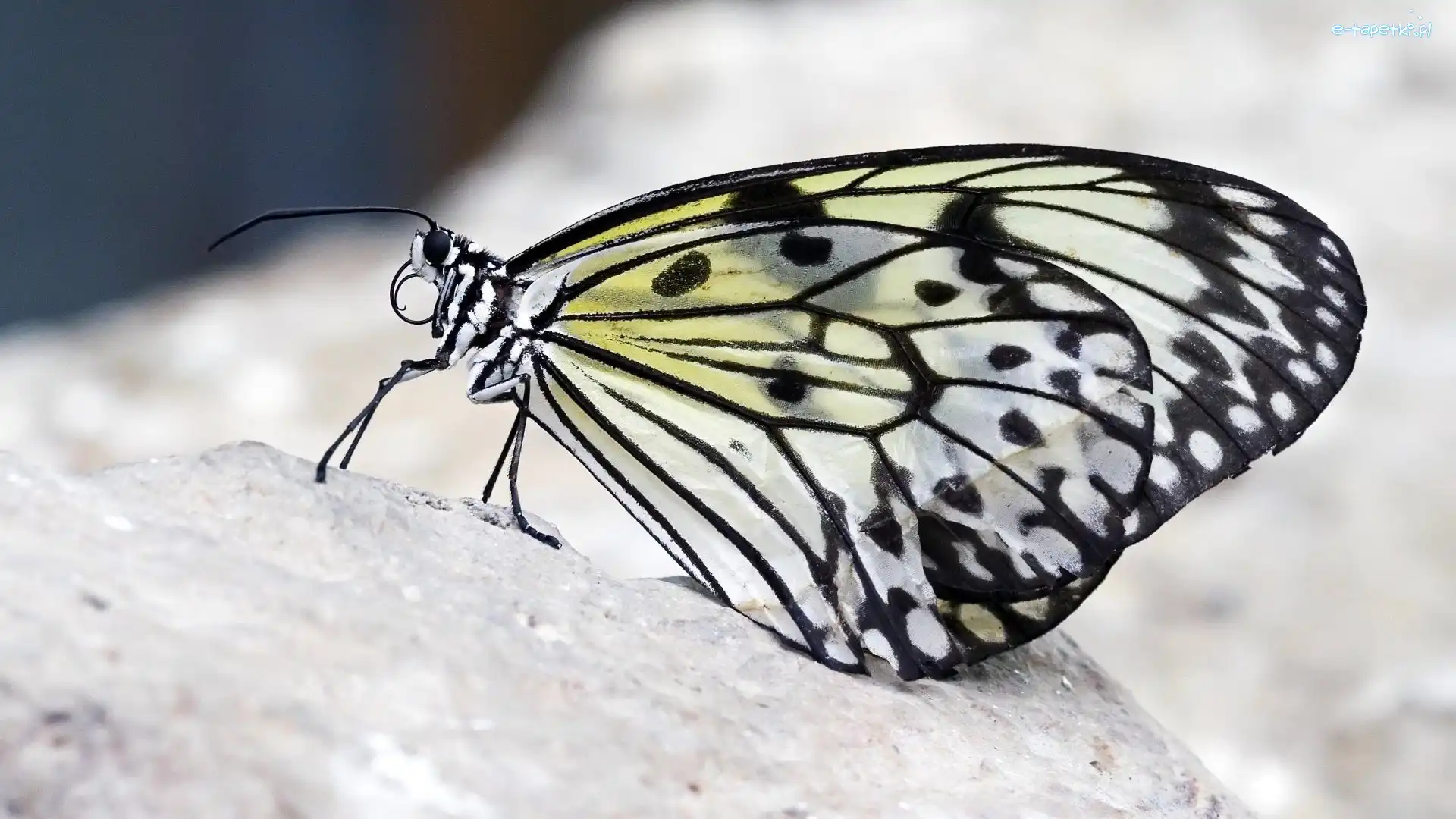 Motyl