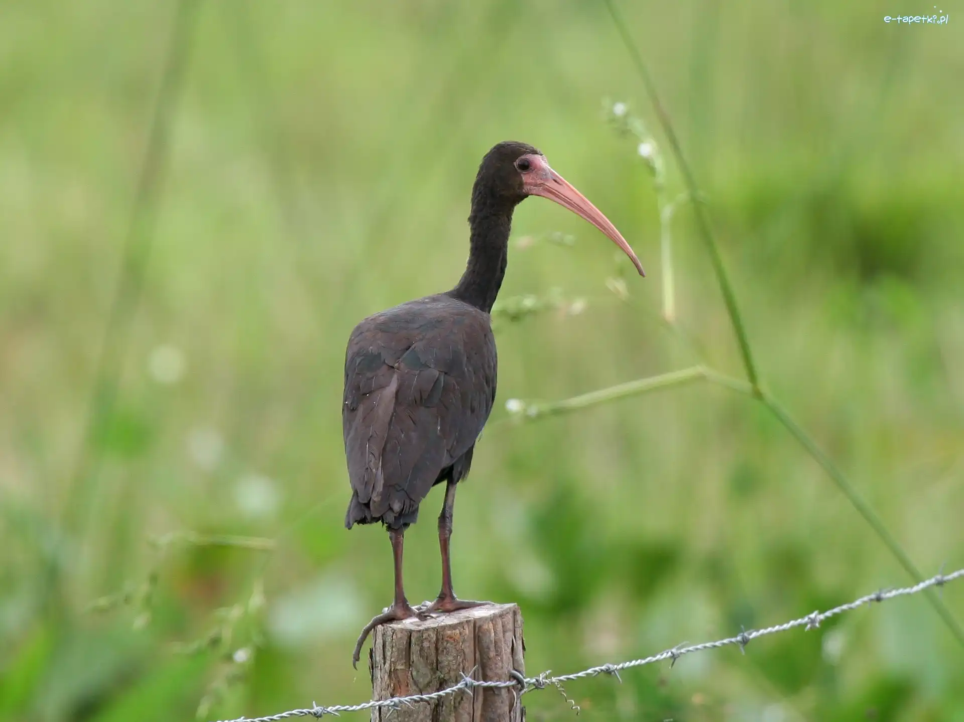 Ibis, Czarny
