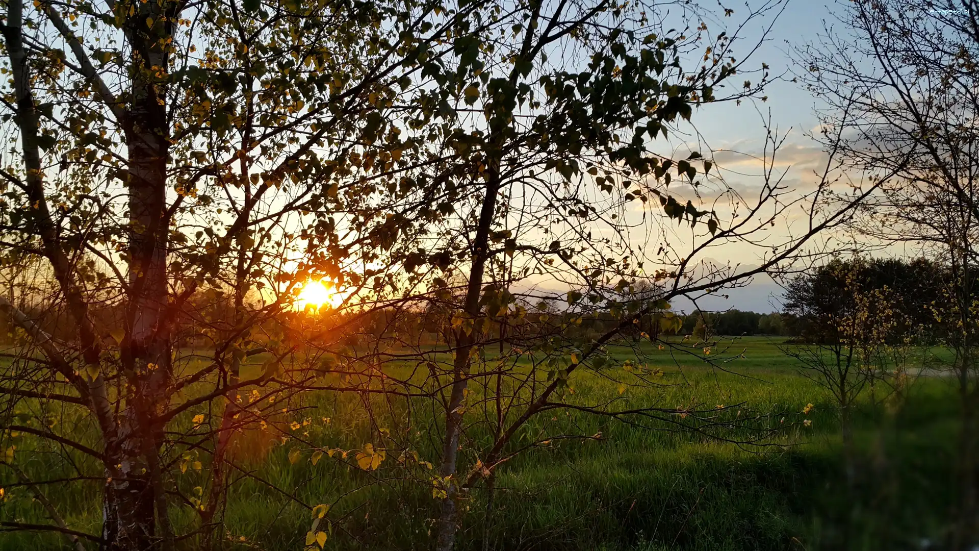 Słońca, Brzoza, Łąka, Zachód