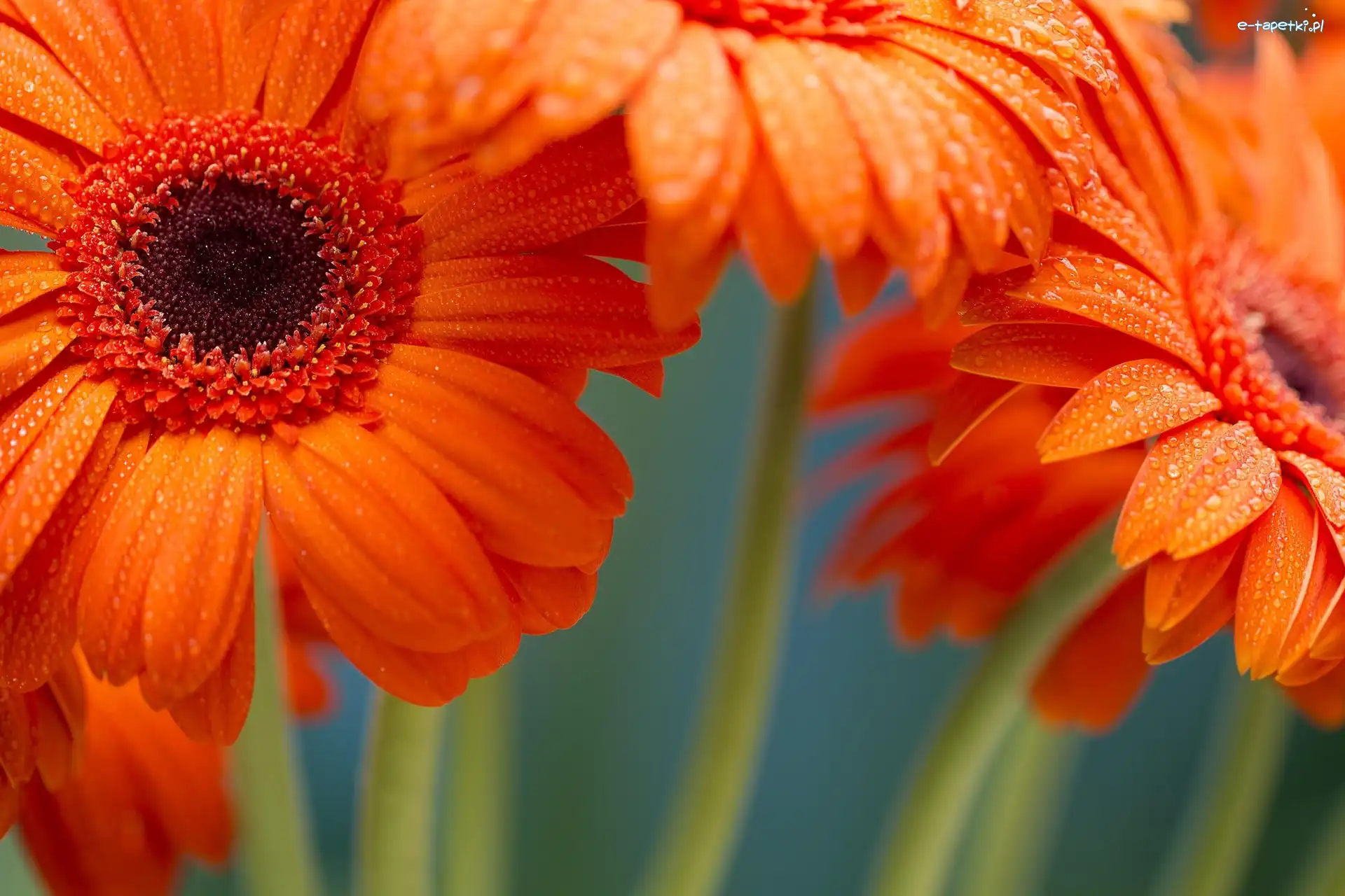 Gerbera, Kwiaty
