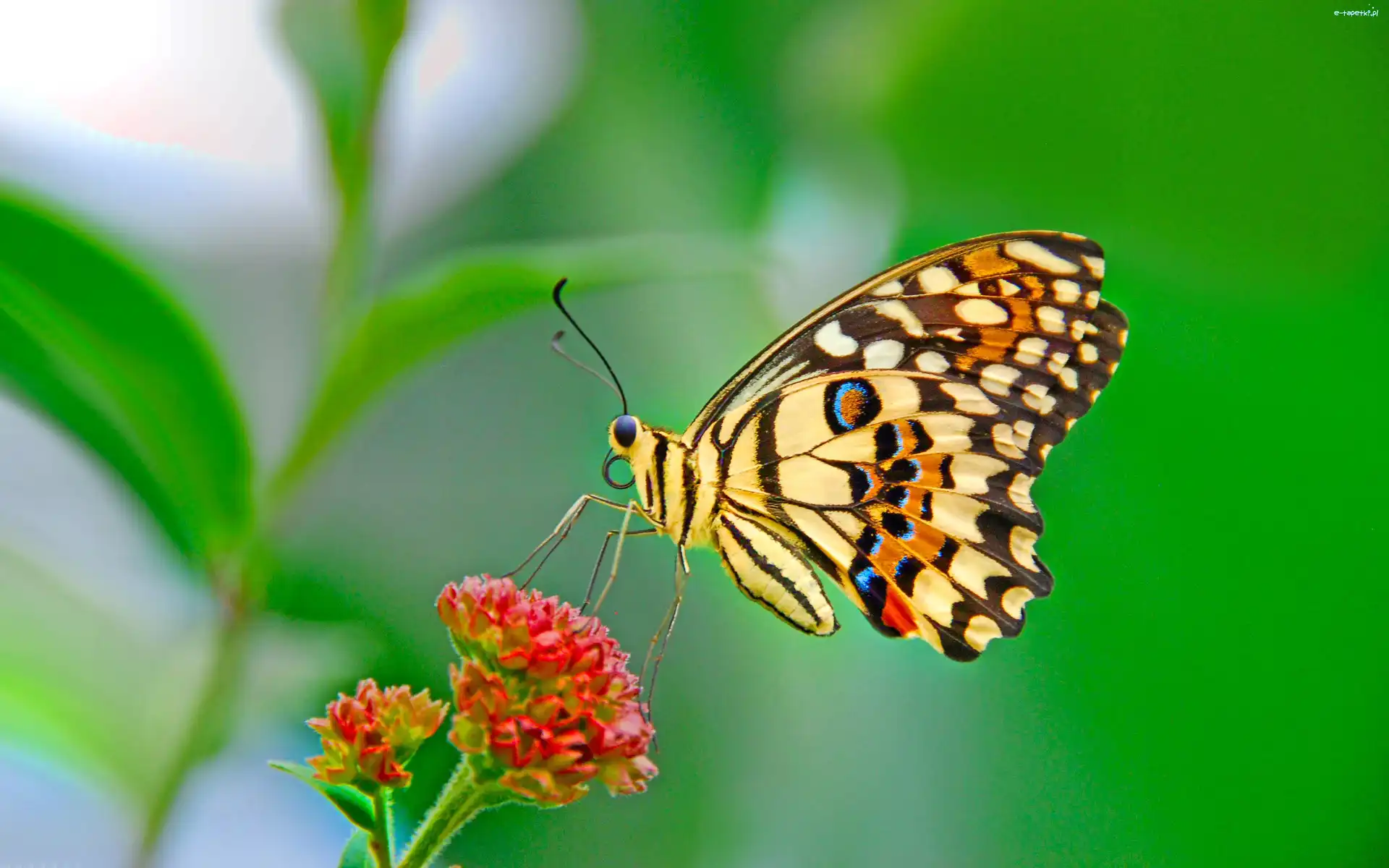 Kwiat, Motyl