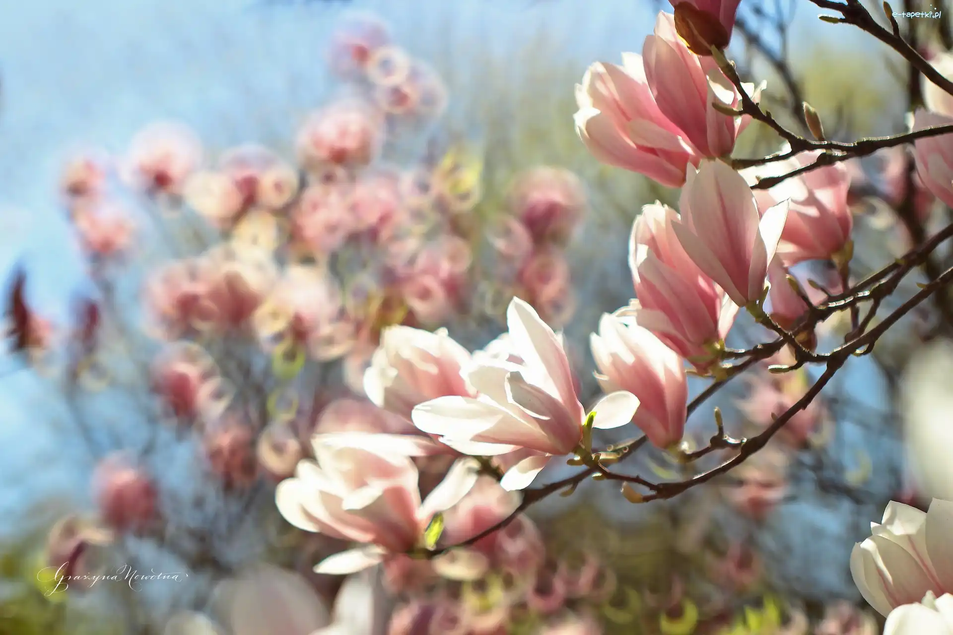 Różowe, Krzew, Kwiaty, Magnolia