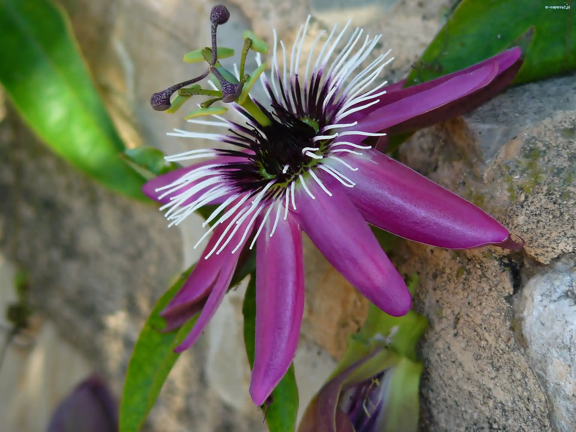 Passiflory, Kwiat