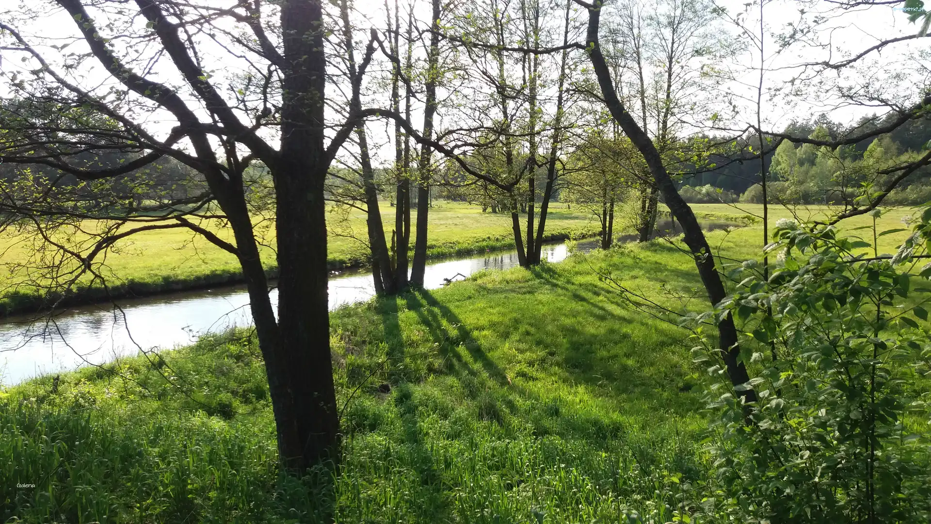 Łąka, Drzewa, Rzeka