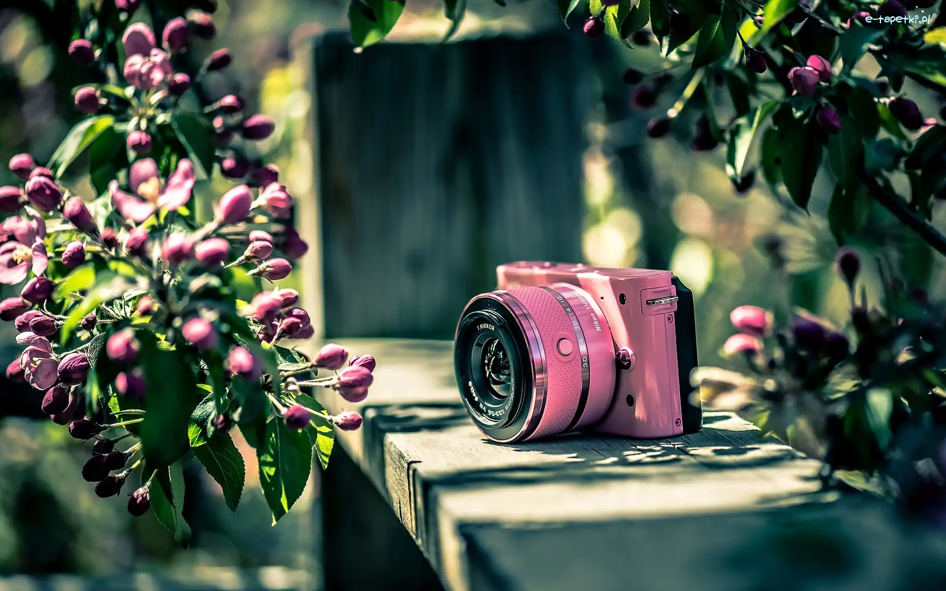 Aparat, Nikon, Fotograficzny, Kwiaty, Różowe