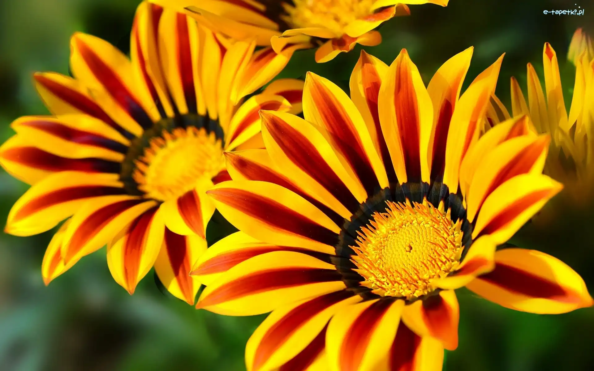 Gazania, Kwiaty
