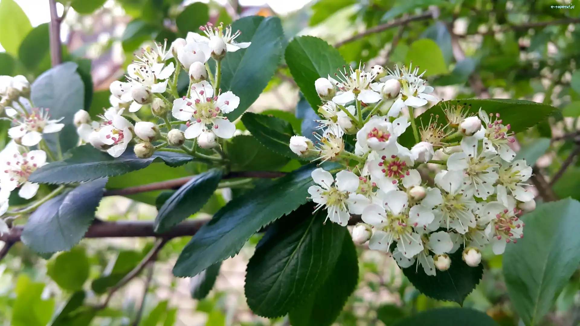 Aronia, Kwitnąca, Krzew
