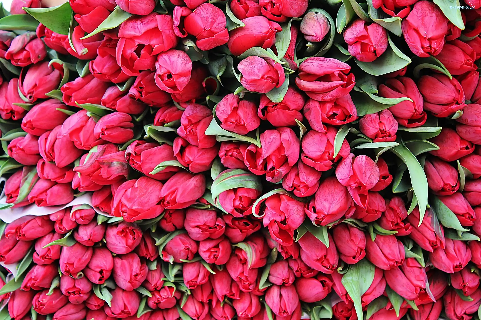 Kwiaty, Tulipany