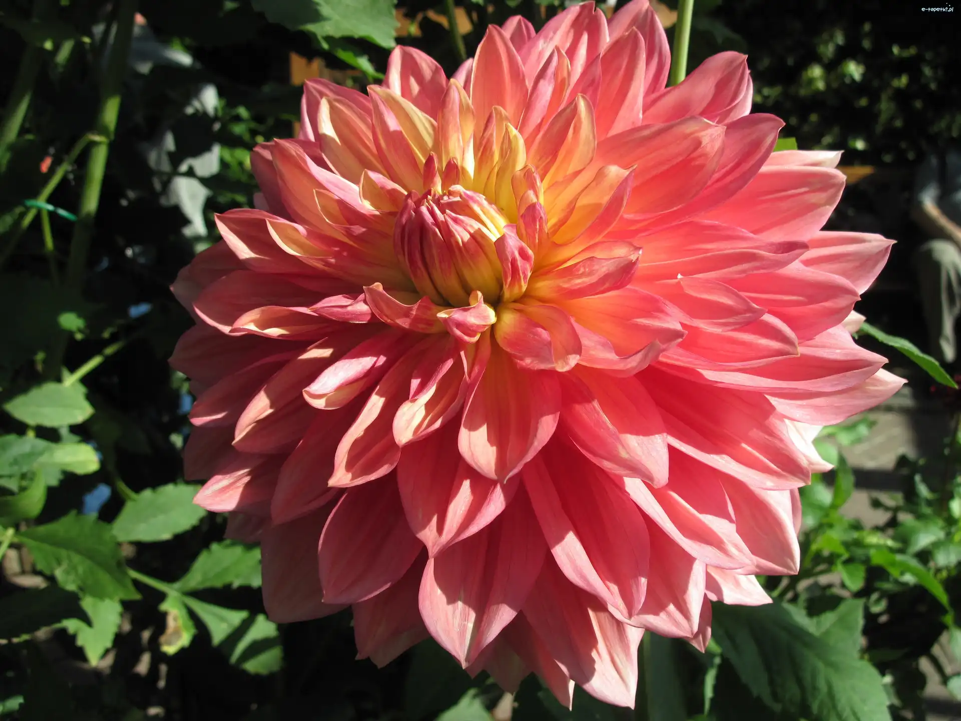 Dalia, Różowa