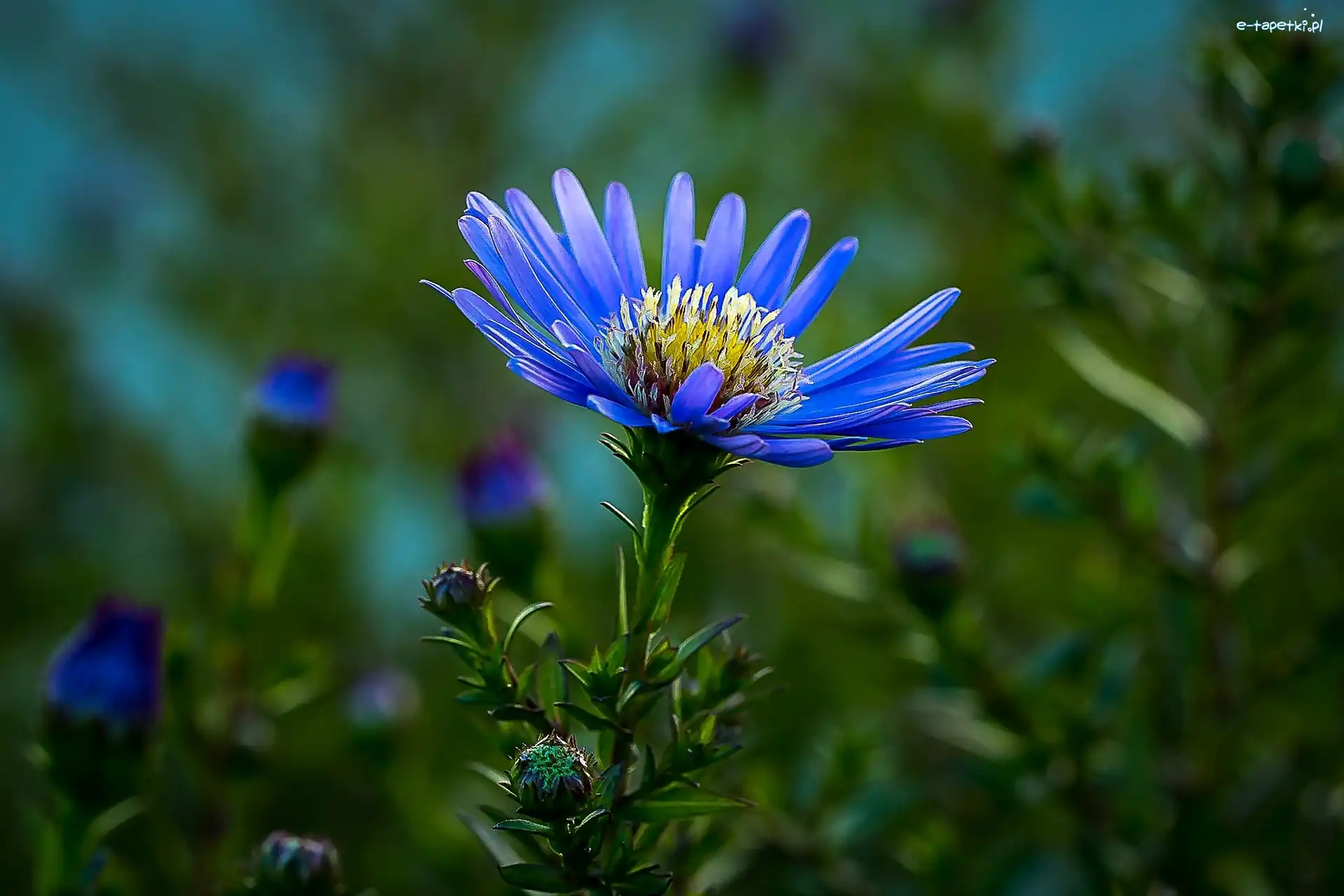 Aster, Kwiat, Niebieski