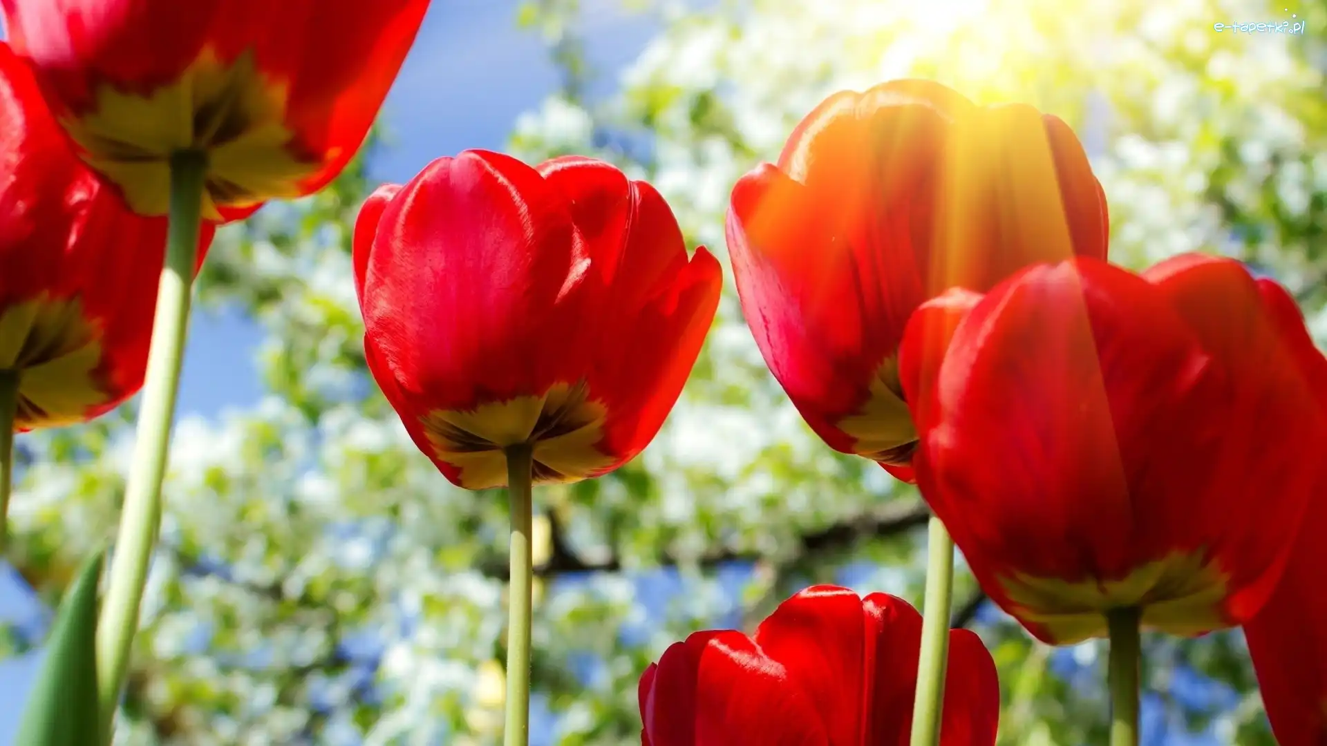 Kwiaty, Tulipany, Czerwone