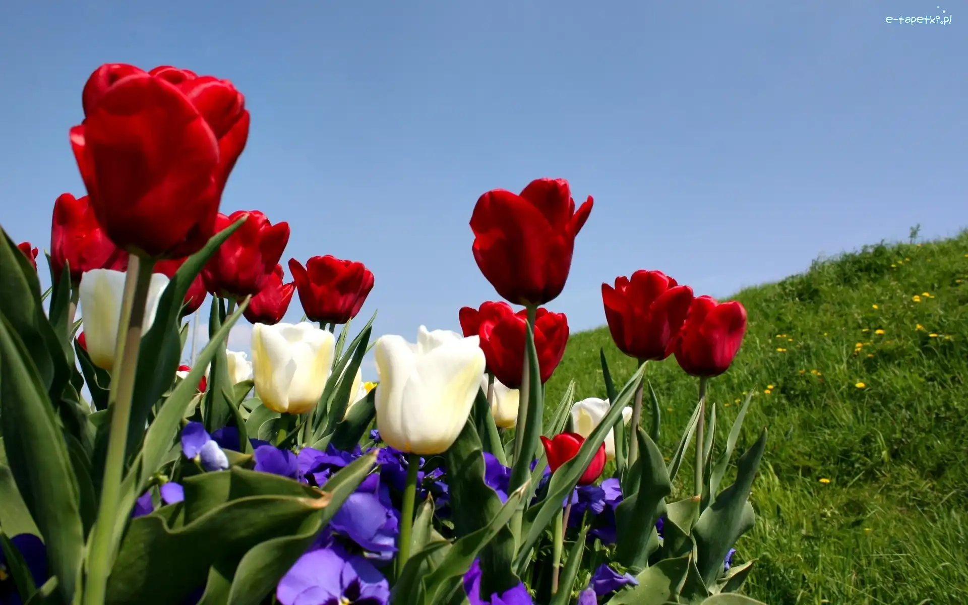 Kwiaty, Tulipany
