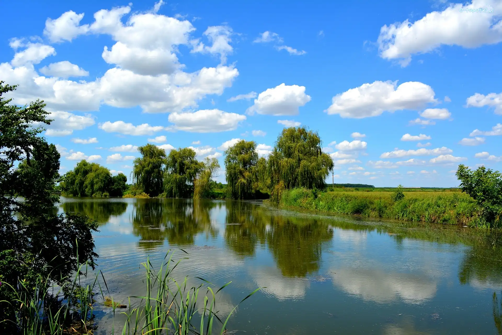 Drzewa, Jezioro, Odbicie, Wierzby, Obłoki, Niebo