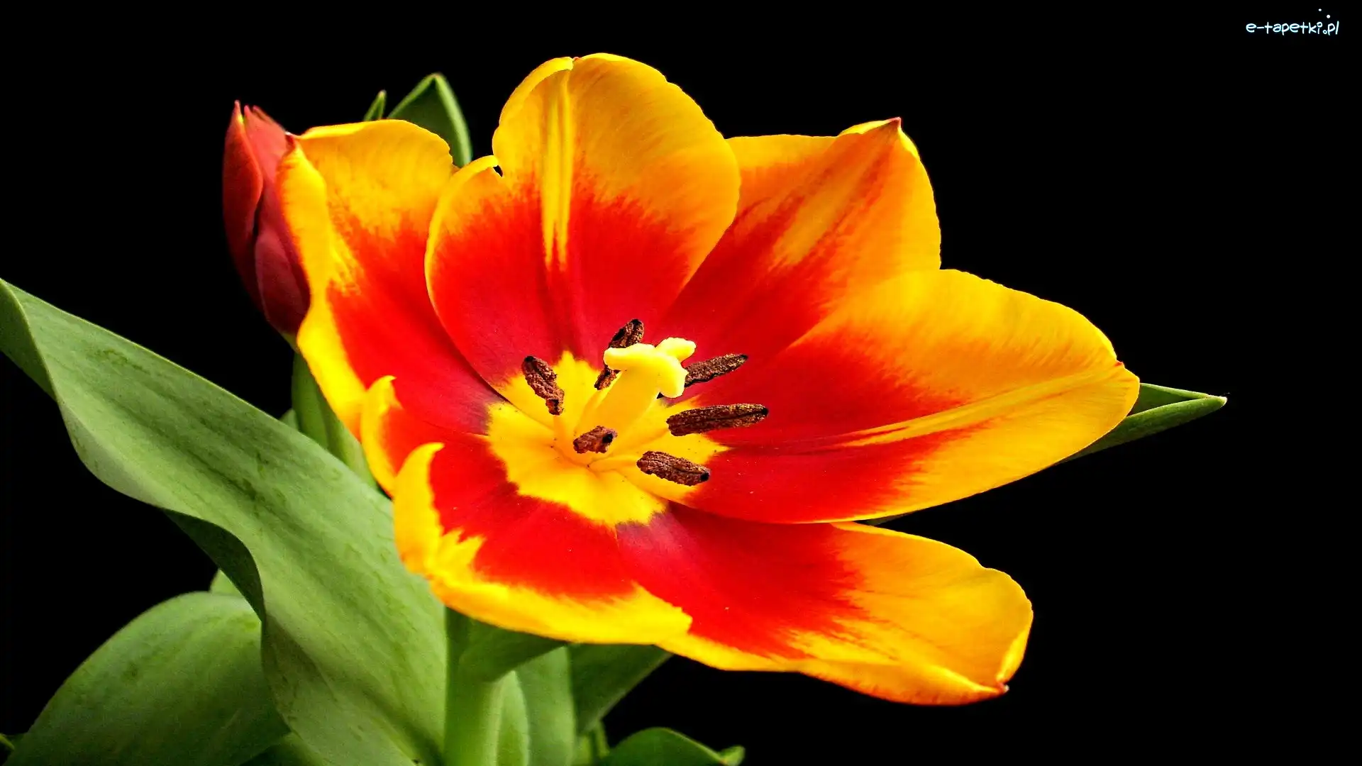 Tulipan, Żółty, Czerwono