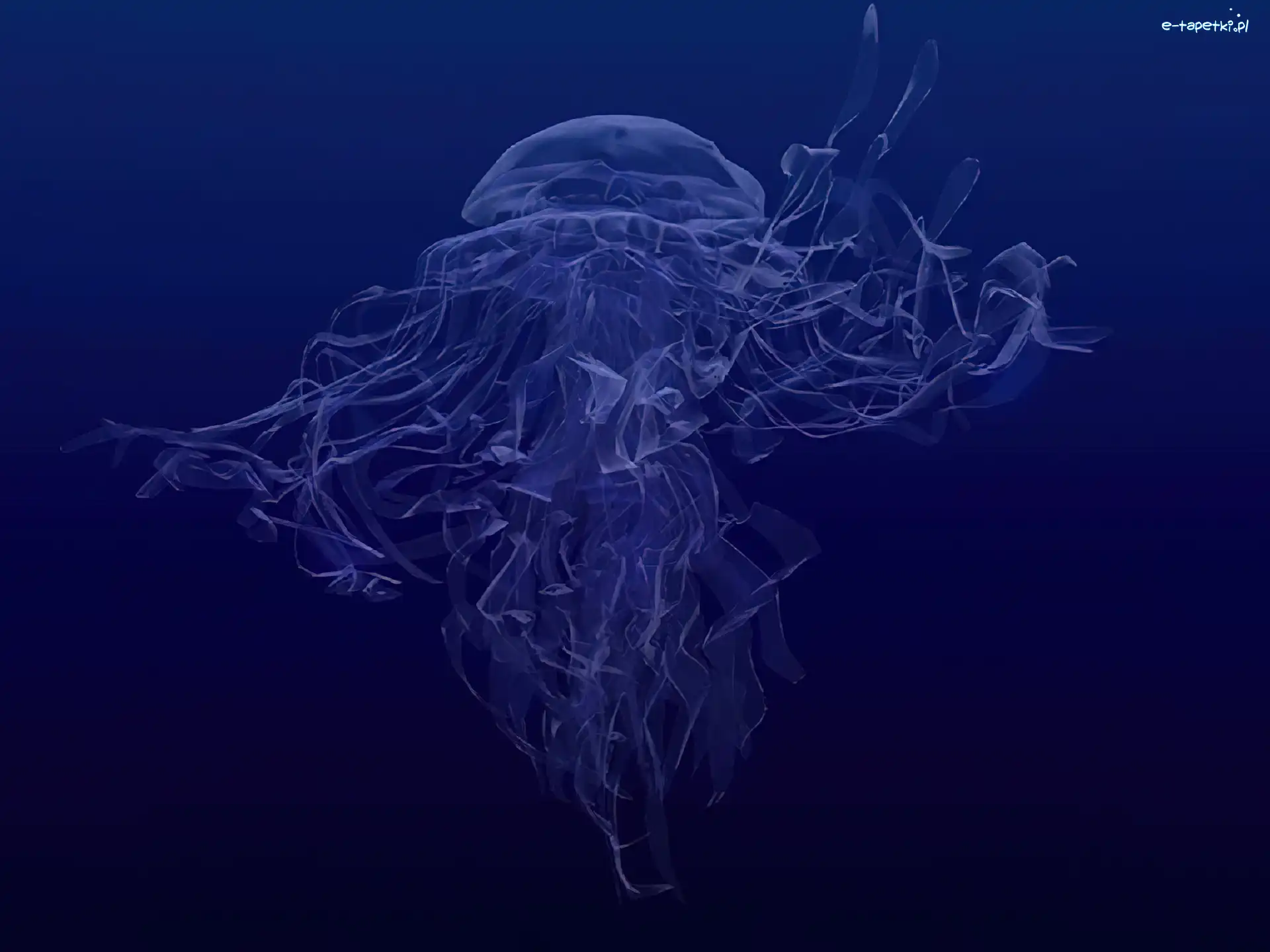 meduza, Wektorowa, 3D