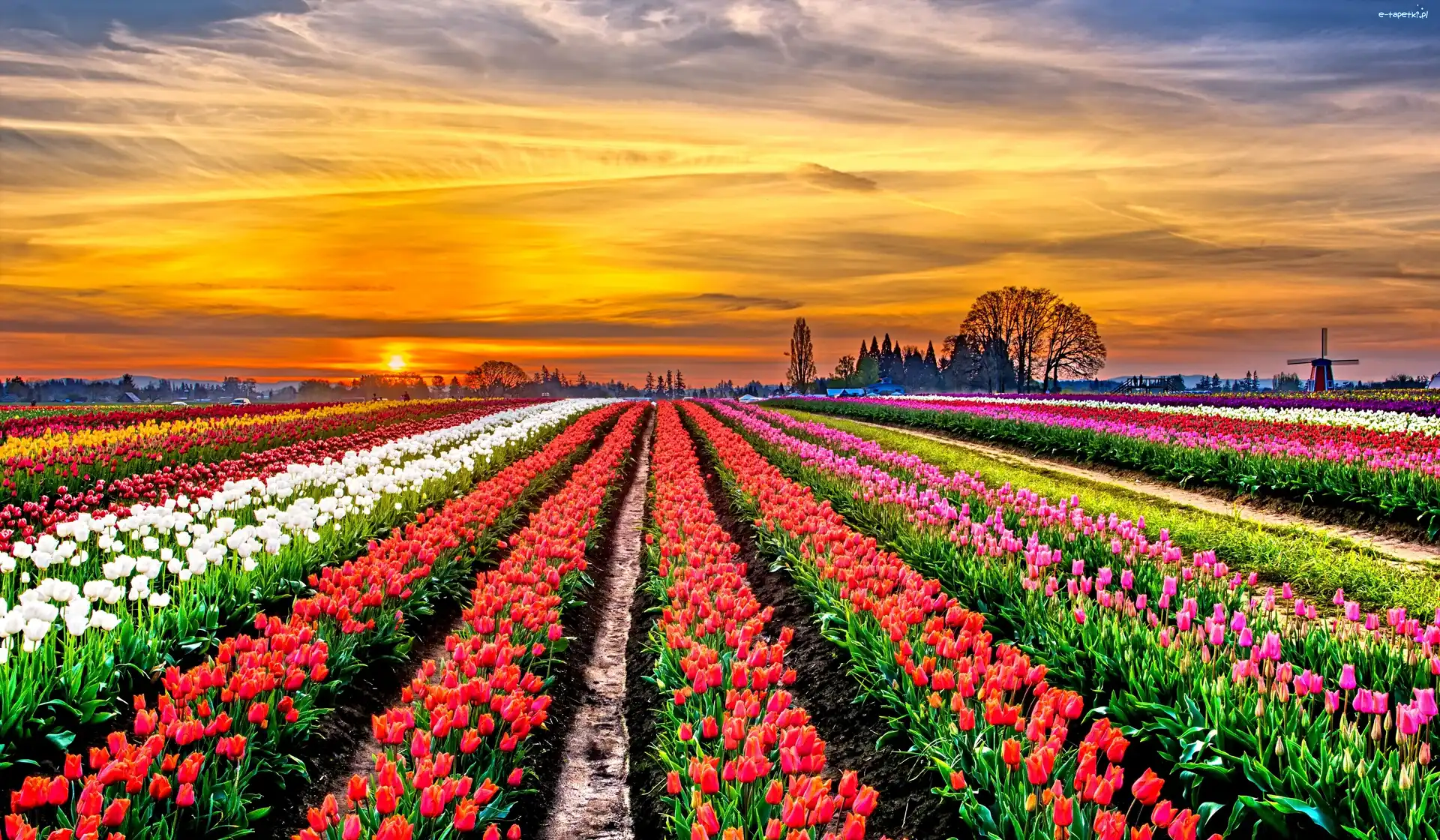 Tulipanów, Słońca, Zachód, Plantacja