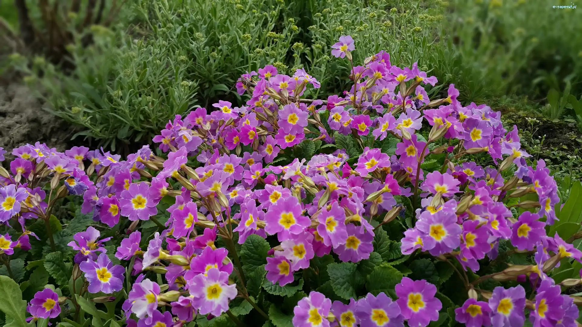 Pierwiosnki, Purpurowe