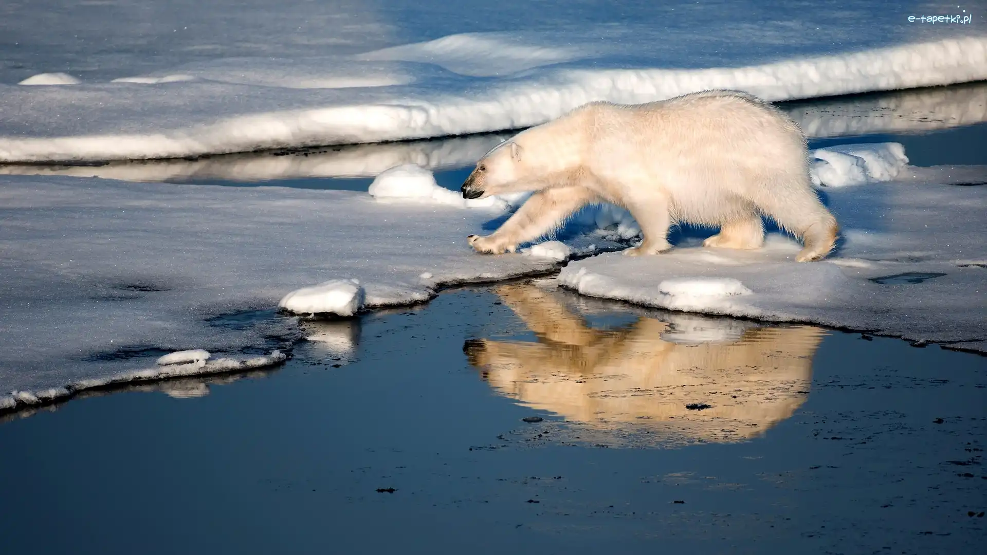 Polarny, Lód, Morze, Niedźwiedź