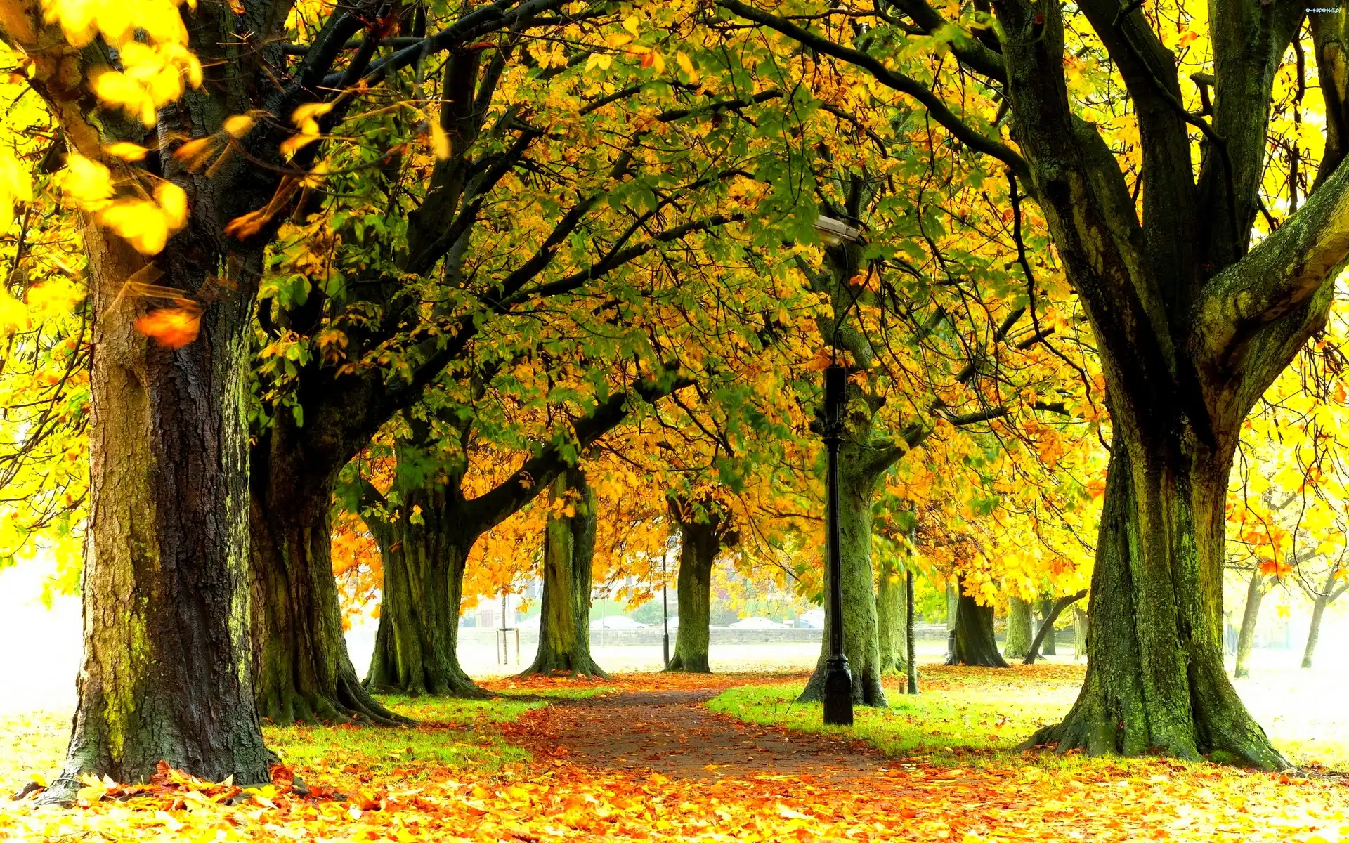 Drzewa, Alejka, Jesień, Park