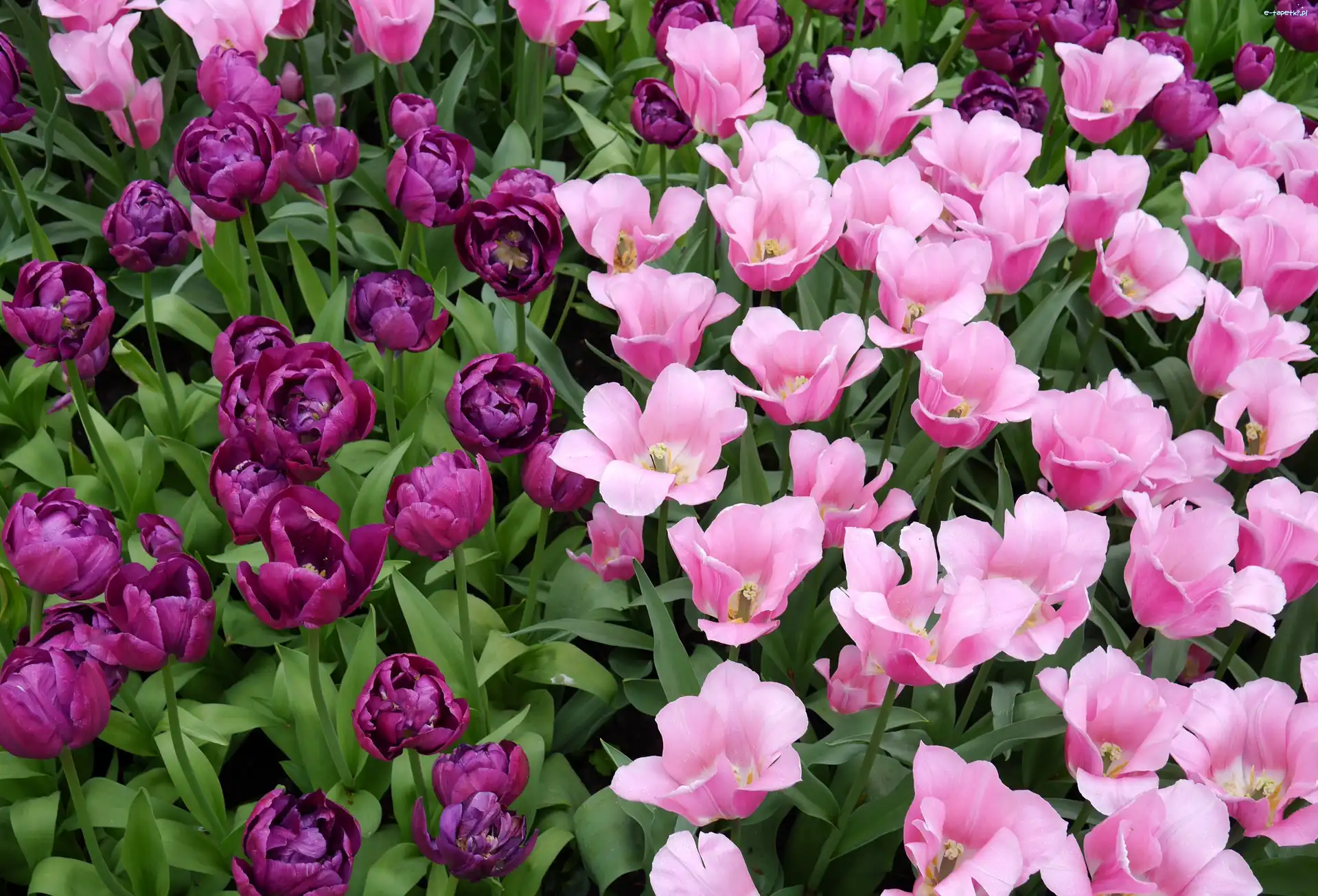 Tulipany, Liliowe, Fioletowe