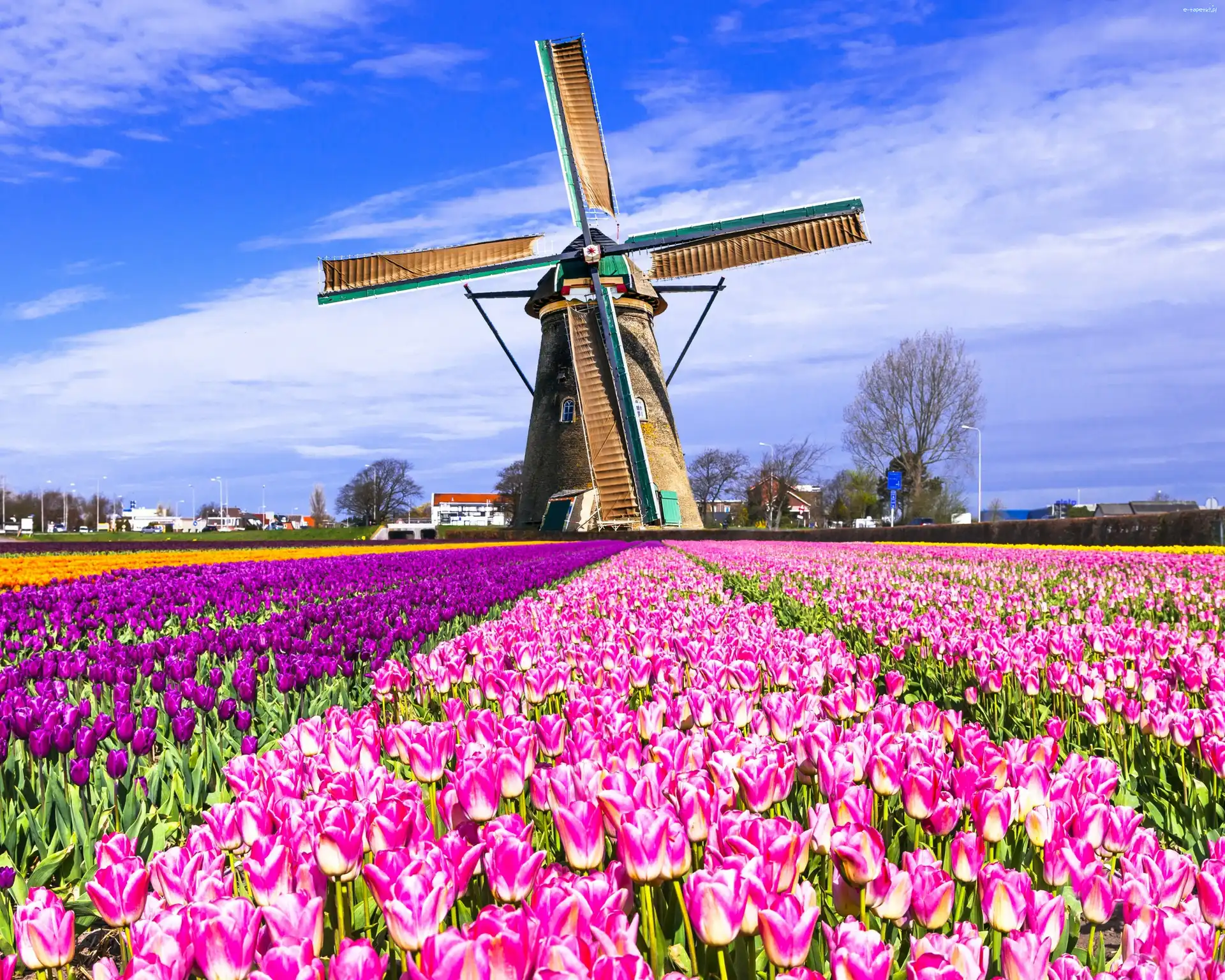 Tulipanów, Holandia, Wiatrak, Pole