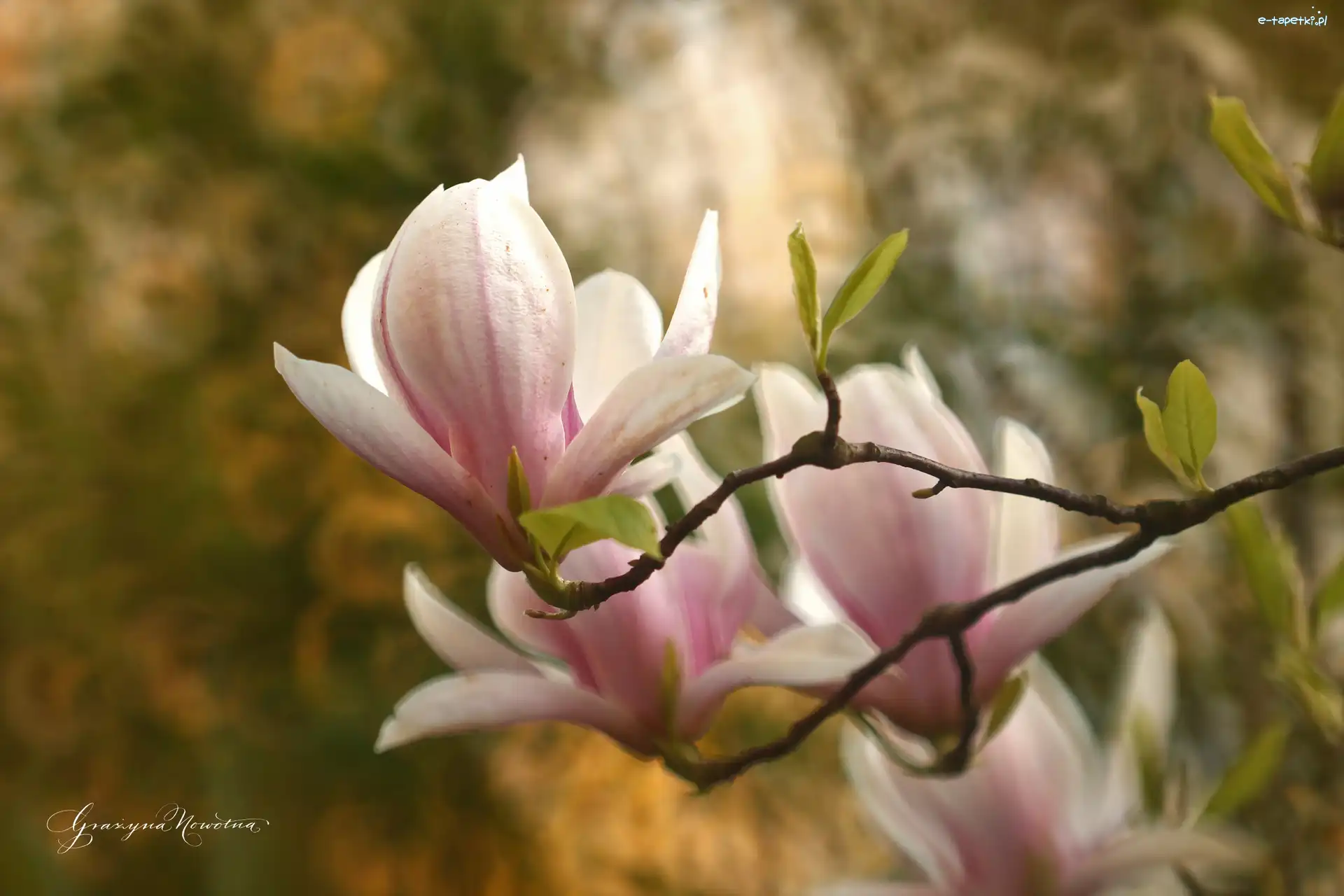 Krzew, Magnolia, Różowa
