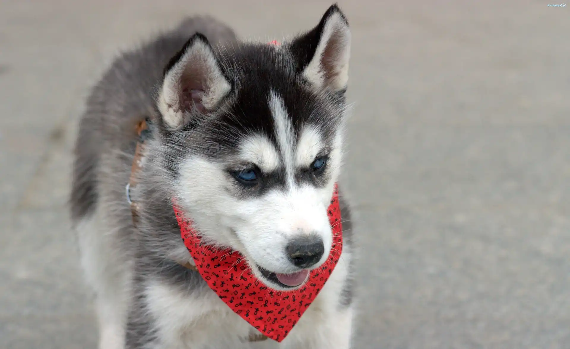 Husky, Siberian, Pies