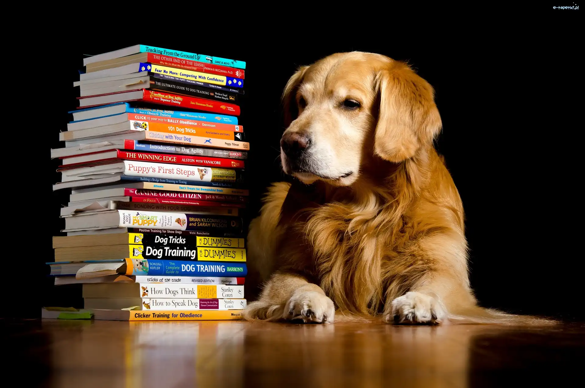 Książki, Golden retriever, Pies
