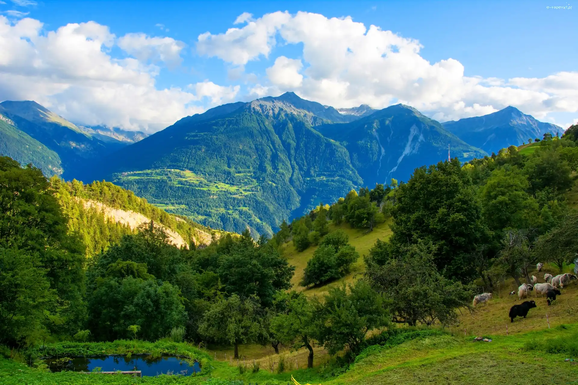 Lasy, Szwajcaria, Jeziorko, Góry