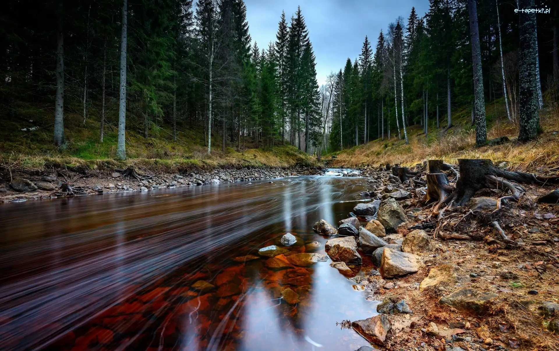 Kamienie, Las, Rzeka