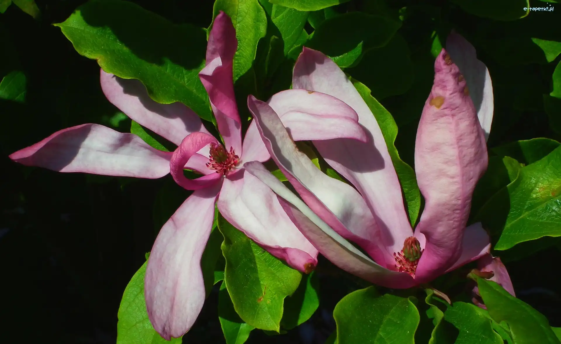 Rośliny, Magnolia, Kwiaty, Przyroda
