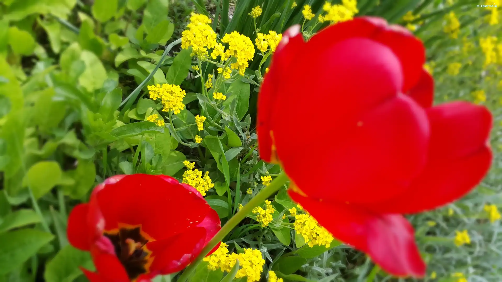 Tulipany, Kwiaty, Żółte, Czerwone