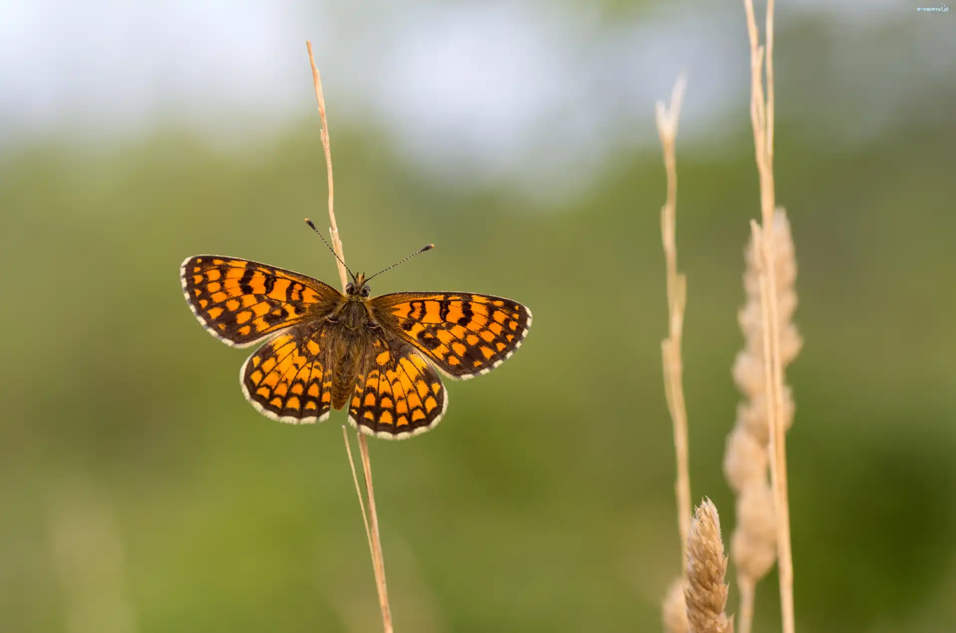 Przeplatka, Roślina, Atalia, Motyl