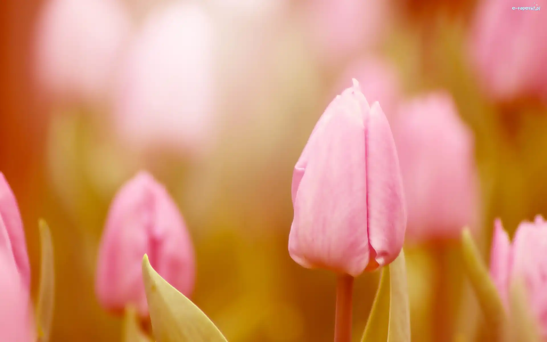 Tulipany, Różowe