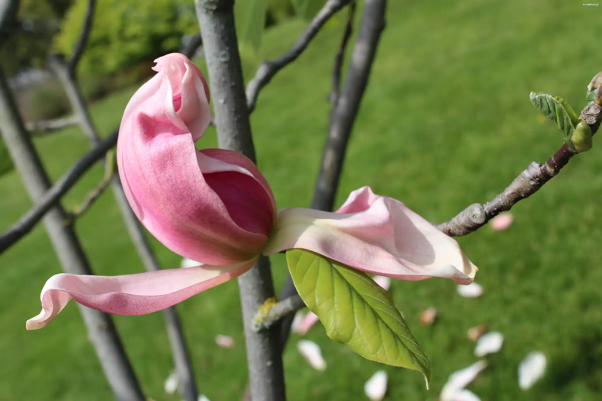 Magnolia, Gałązki, Kwiat