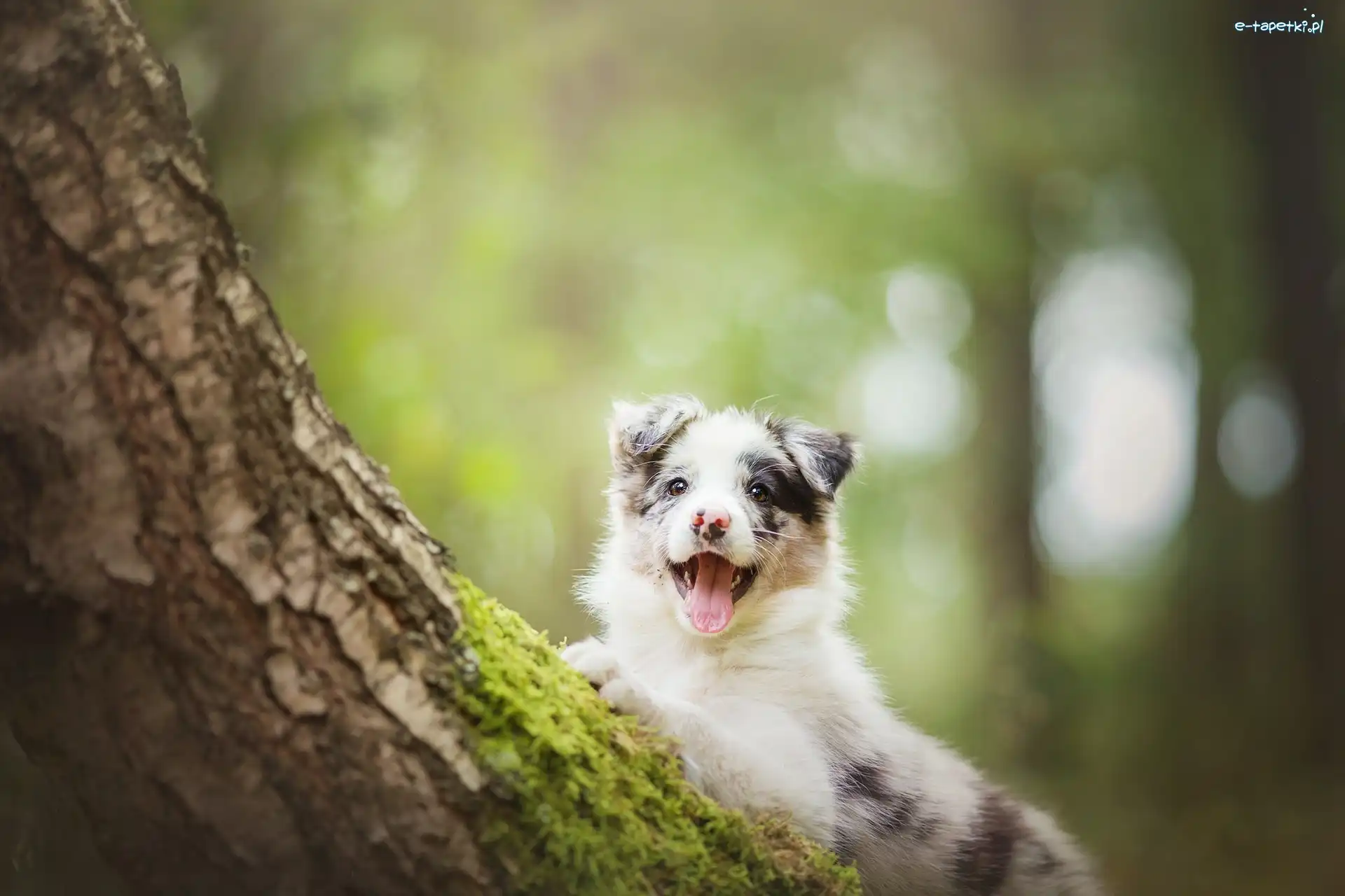 Pies, Border Collie, Szczeniak, Drzewo
