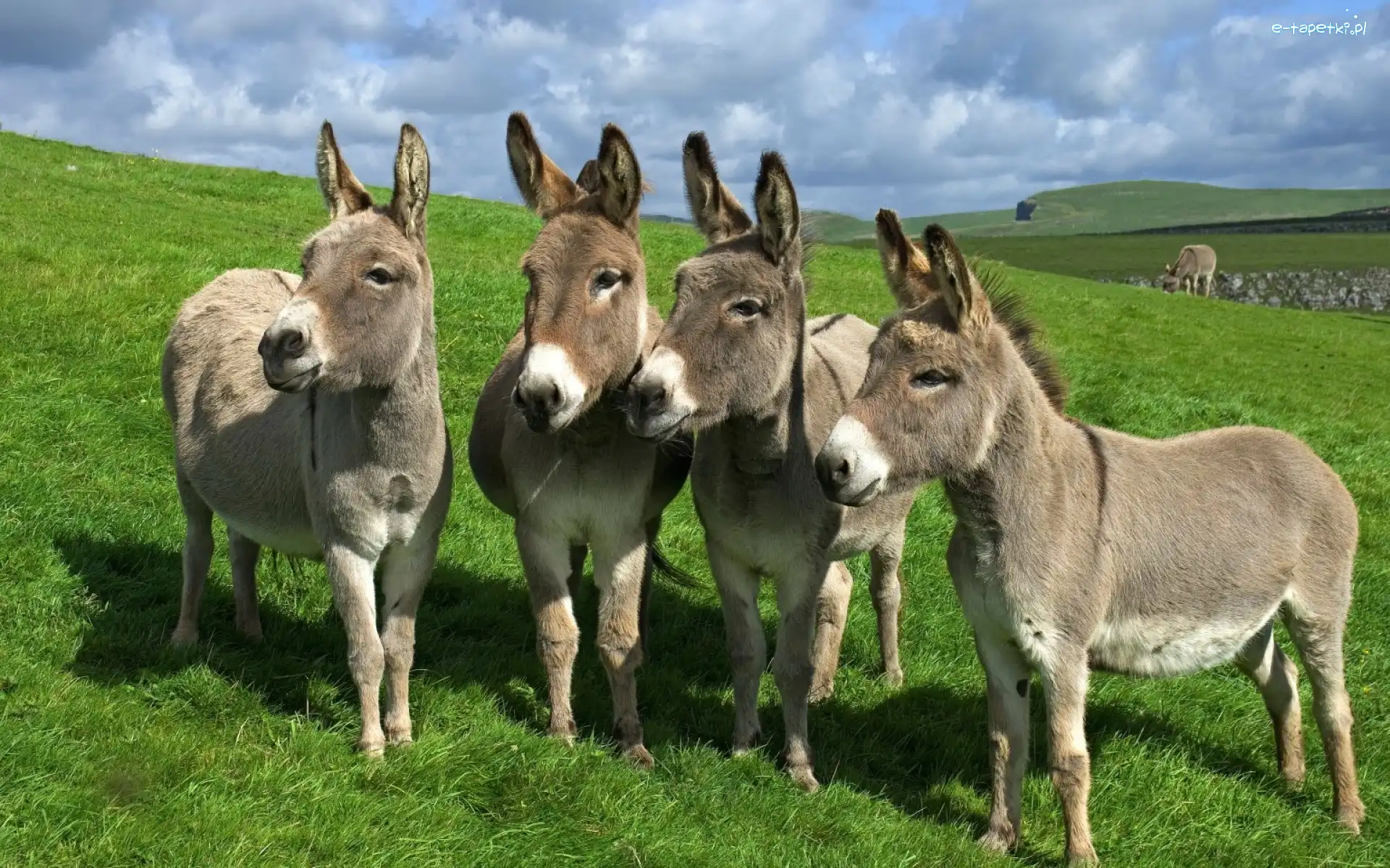 Osiołki, Trawa, Łąka, Cztery