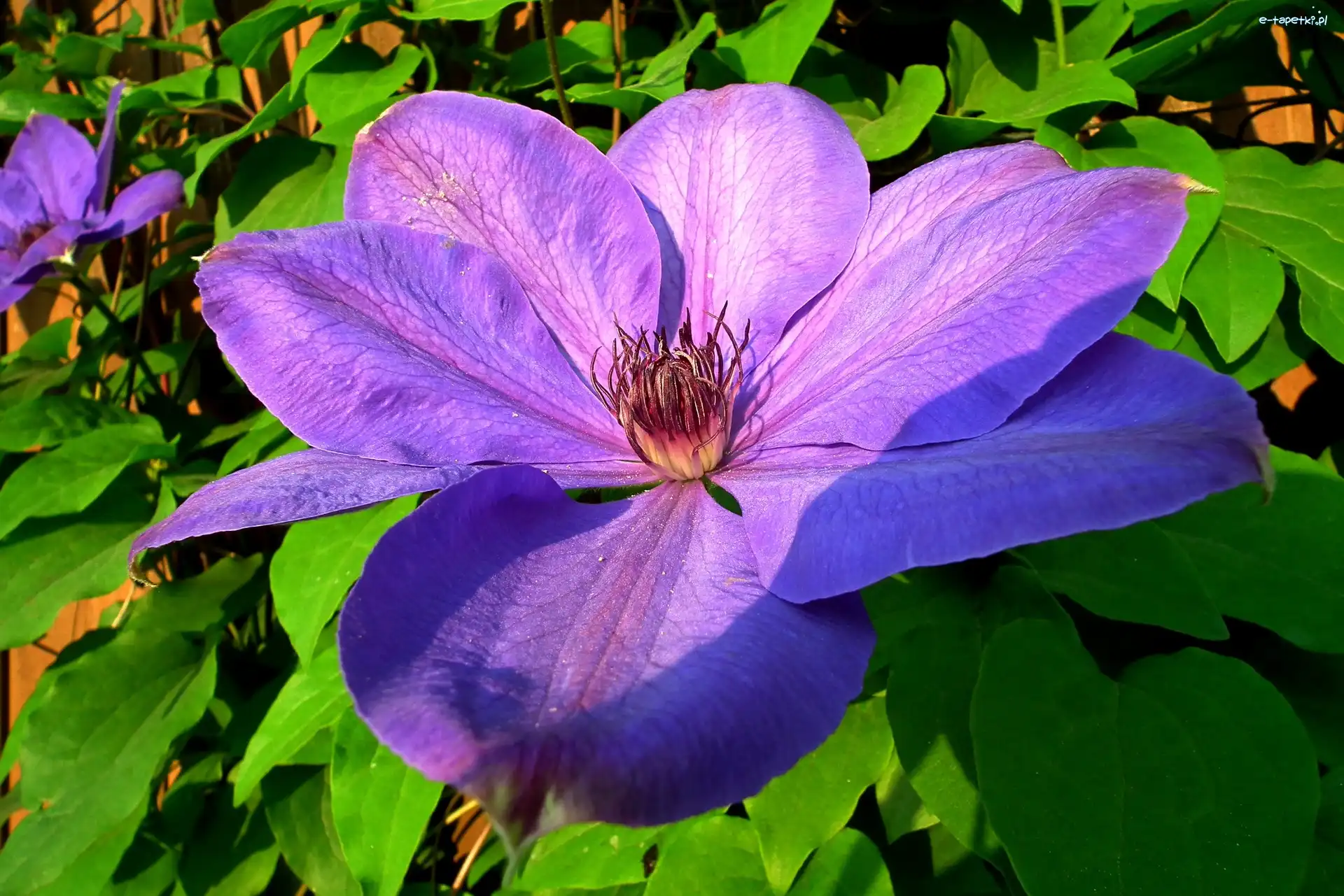 Clematis, Kwiaty, Przyroda