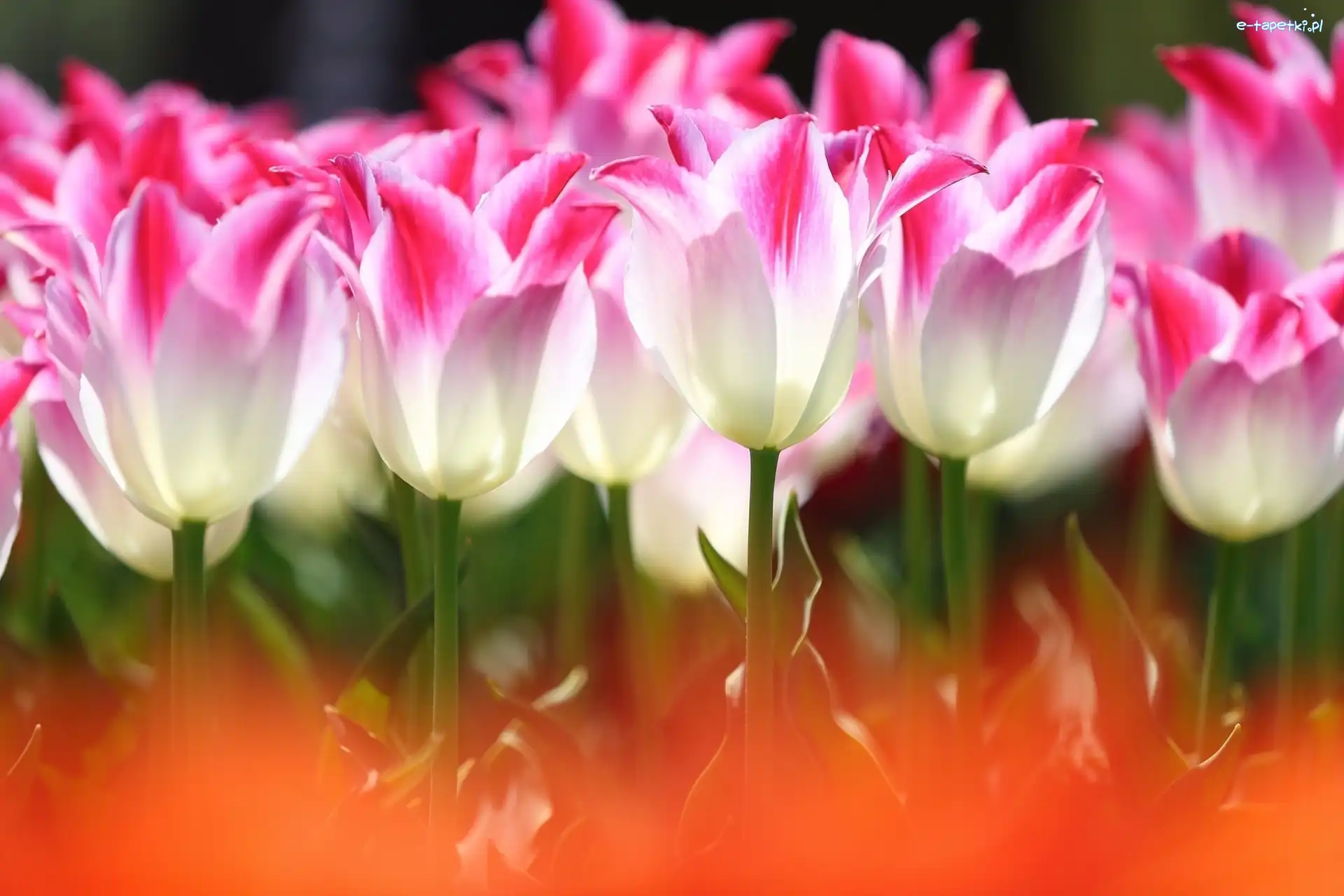 Tulipany, Kwiaty