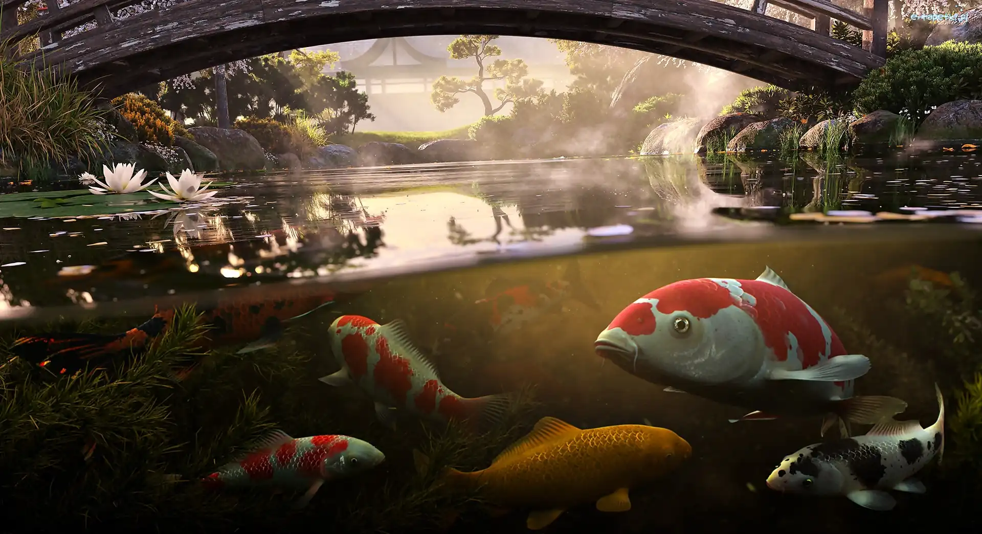Staw, Park, Most, Karp Koi