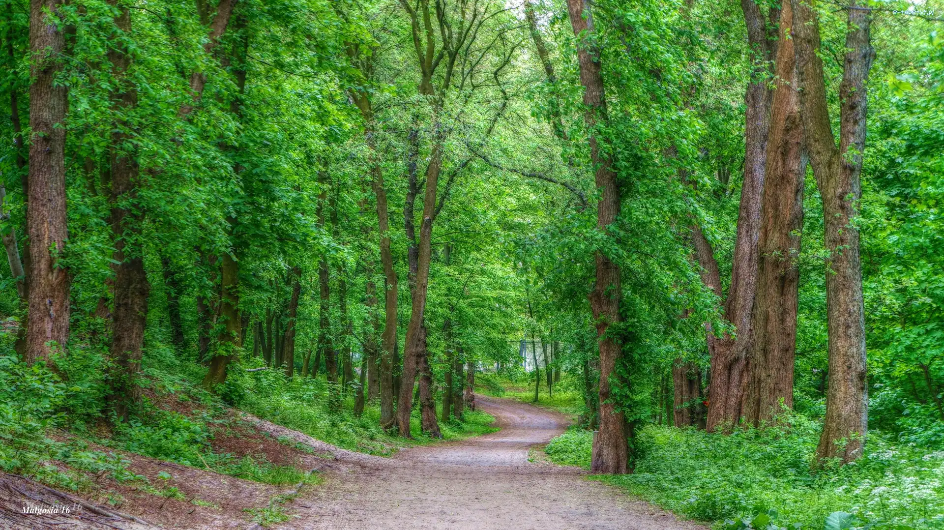 Zieleń, Droga, Ścieżka, HDR, Drzewa, Las