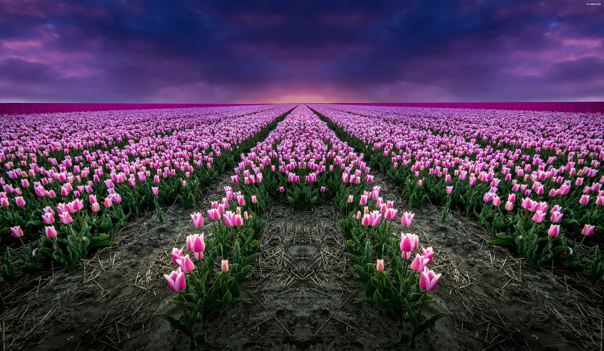 Tulipany, Niebo, Pole, Różowe