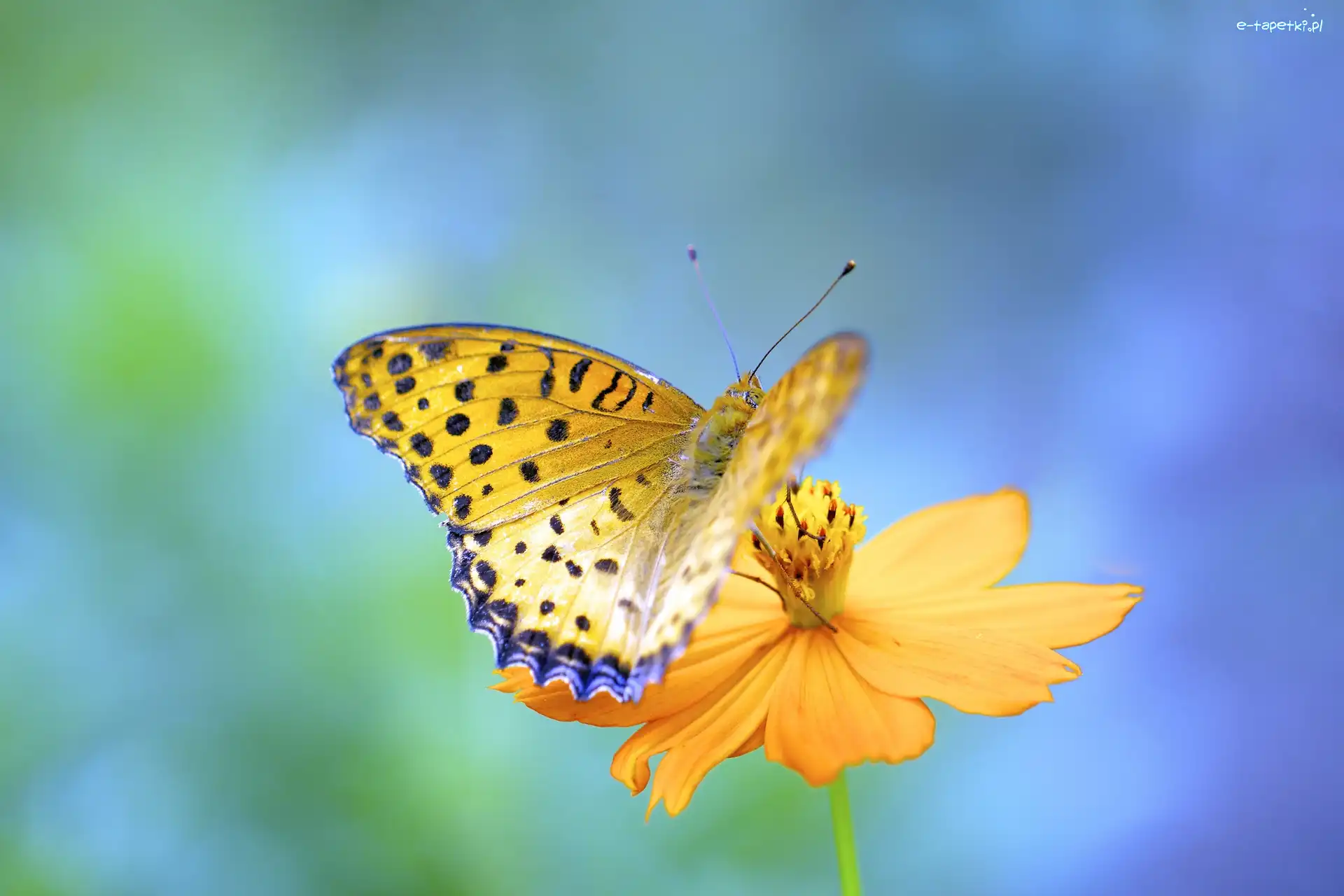 Tło, Żółty, Kwiat, Motyl, Żółty, Zielone, Niebiesko