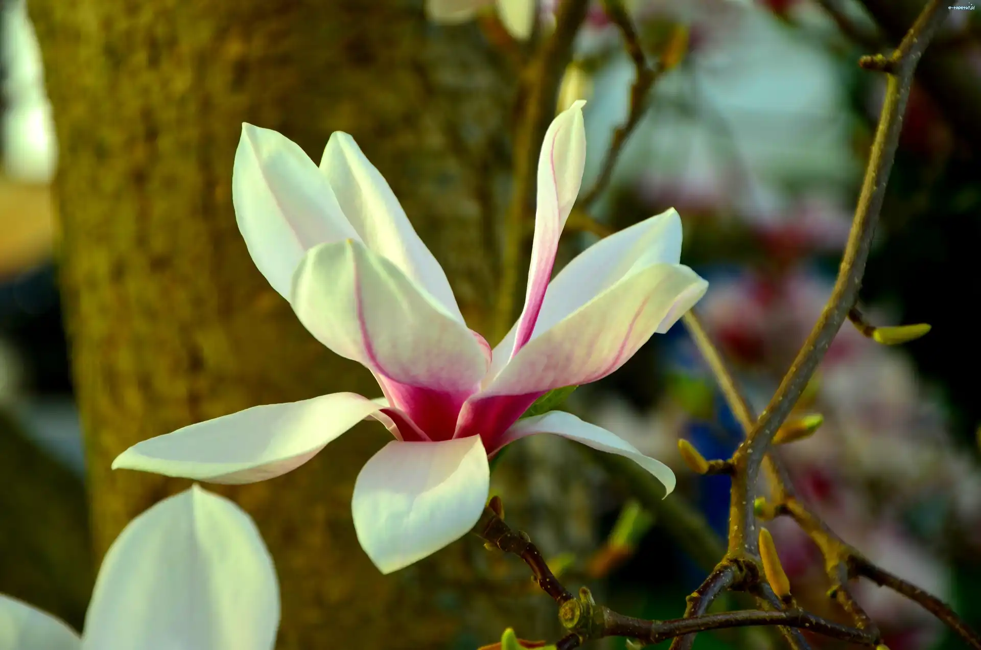 Wiosna, Kwiat, Magnolia