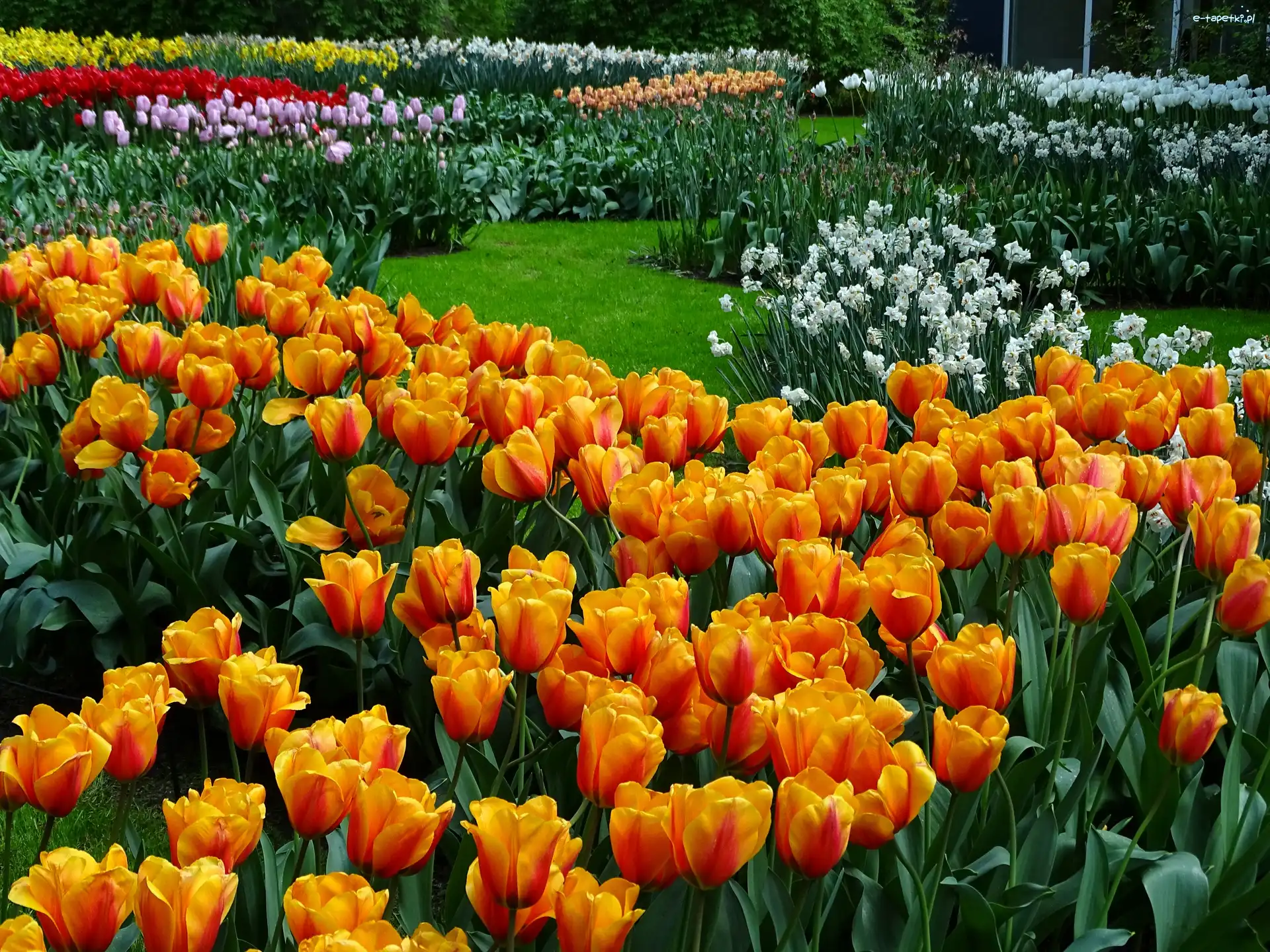Tulipany, Kwiaty, Ogród