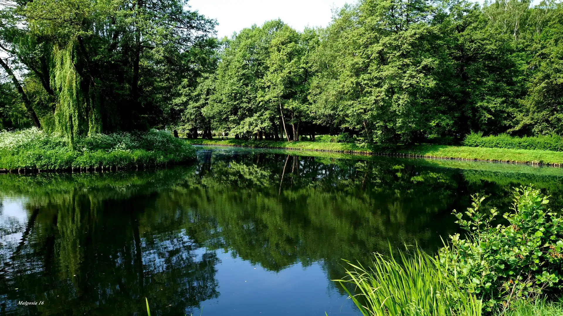 Park, Woda, Jeziorko, Drzewa, Zieleń